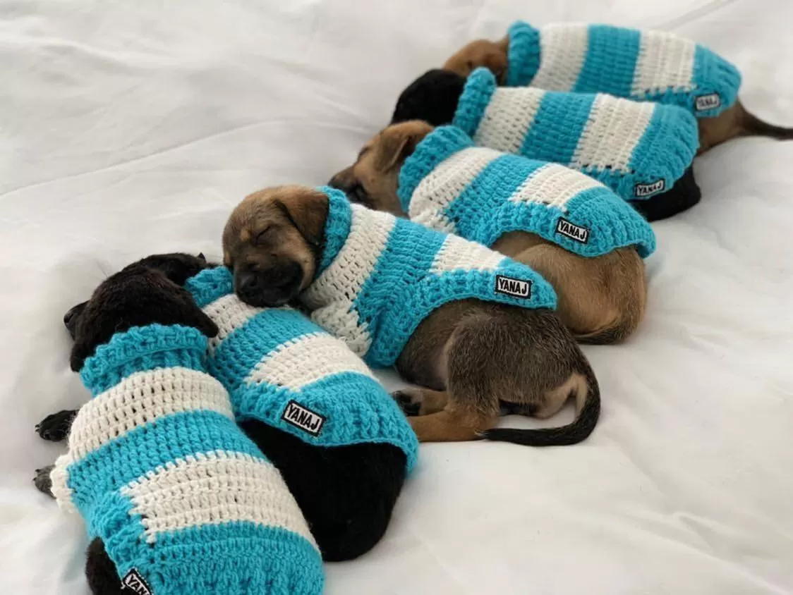 Pets in PURE WELLNESS SEA-VIEW Beluga & Dolphin Luxury HOTEL apartments