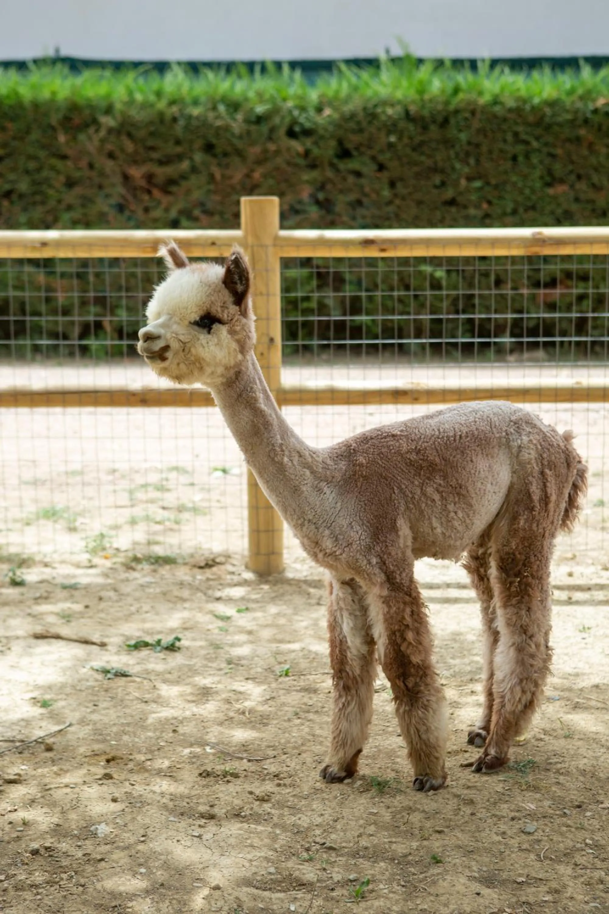 Other Animals in Hotel Le Capanne