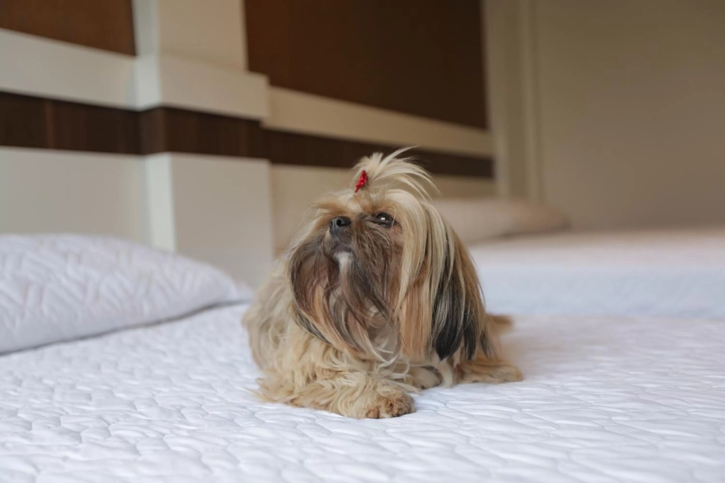 People, Pets in Hotel Vivere Cataratas