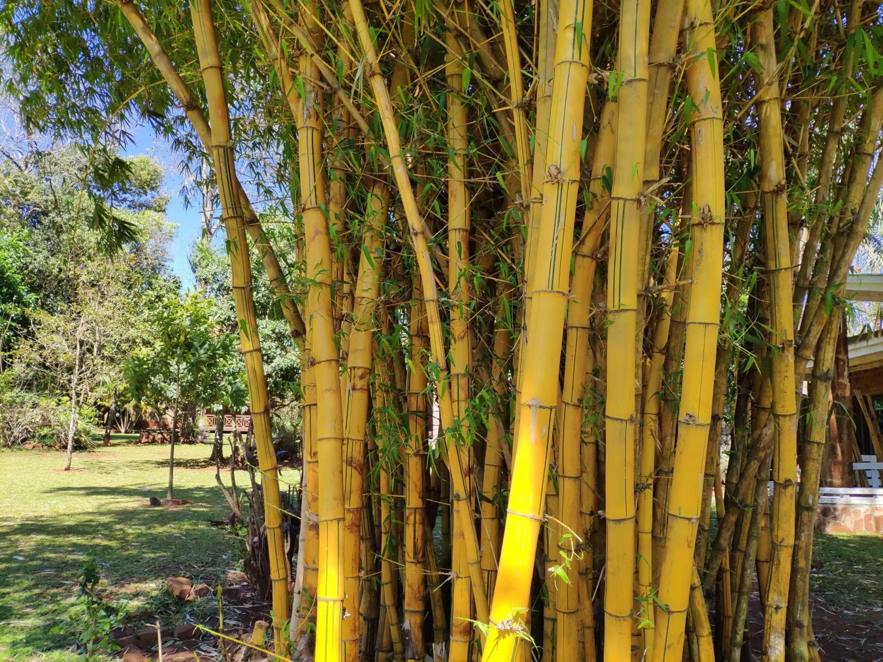 Garden in Posada 21 Oranges