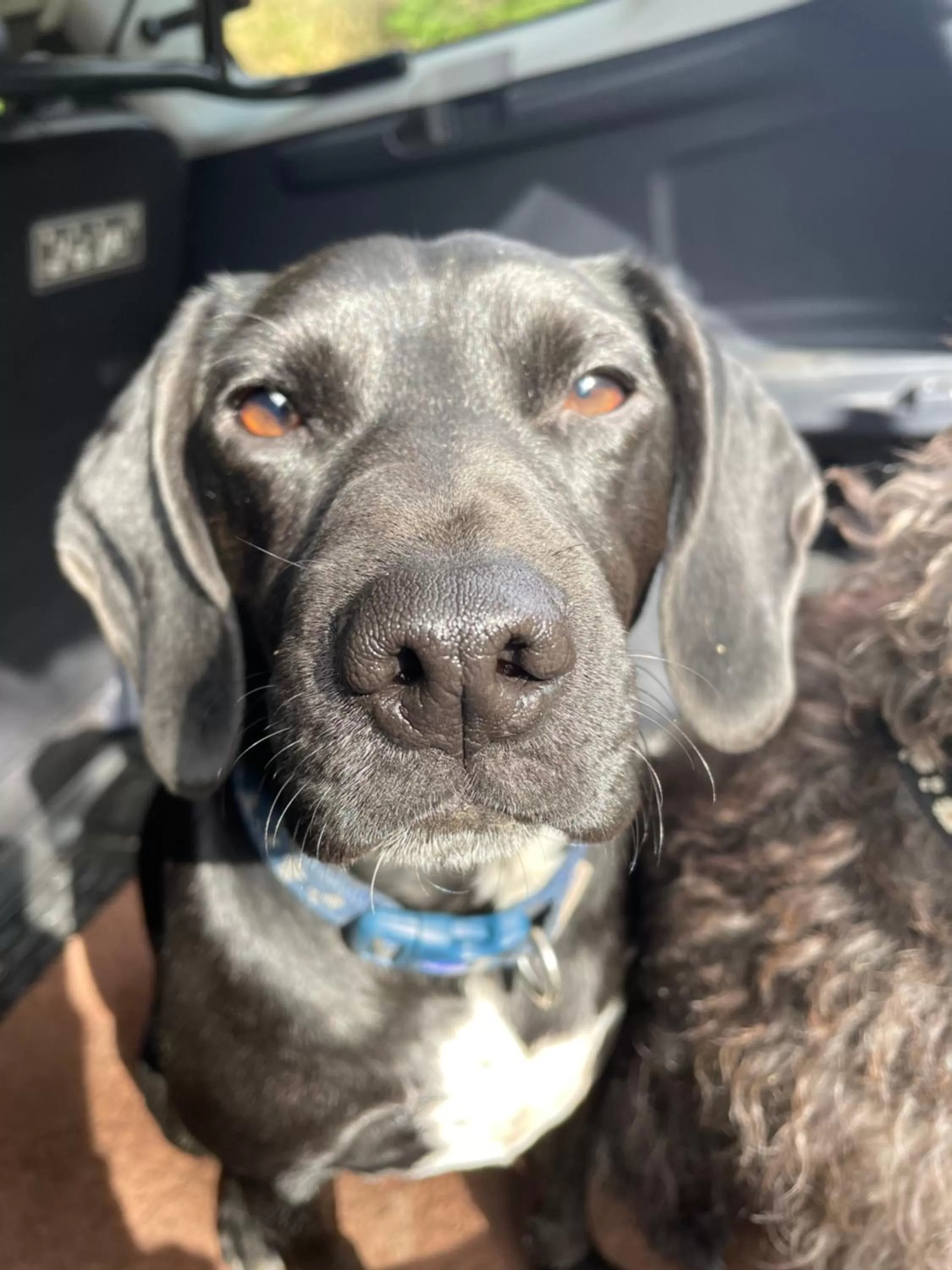 Pets in Efail Y Garn