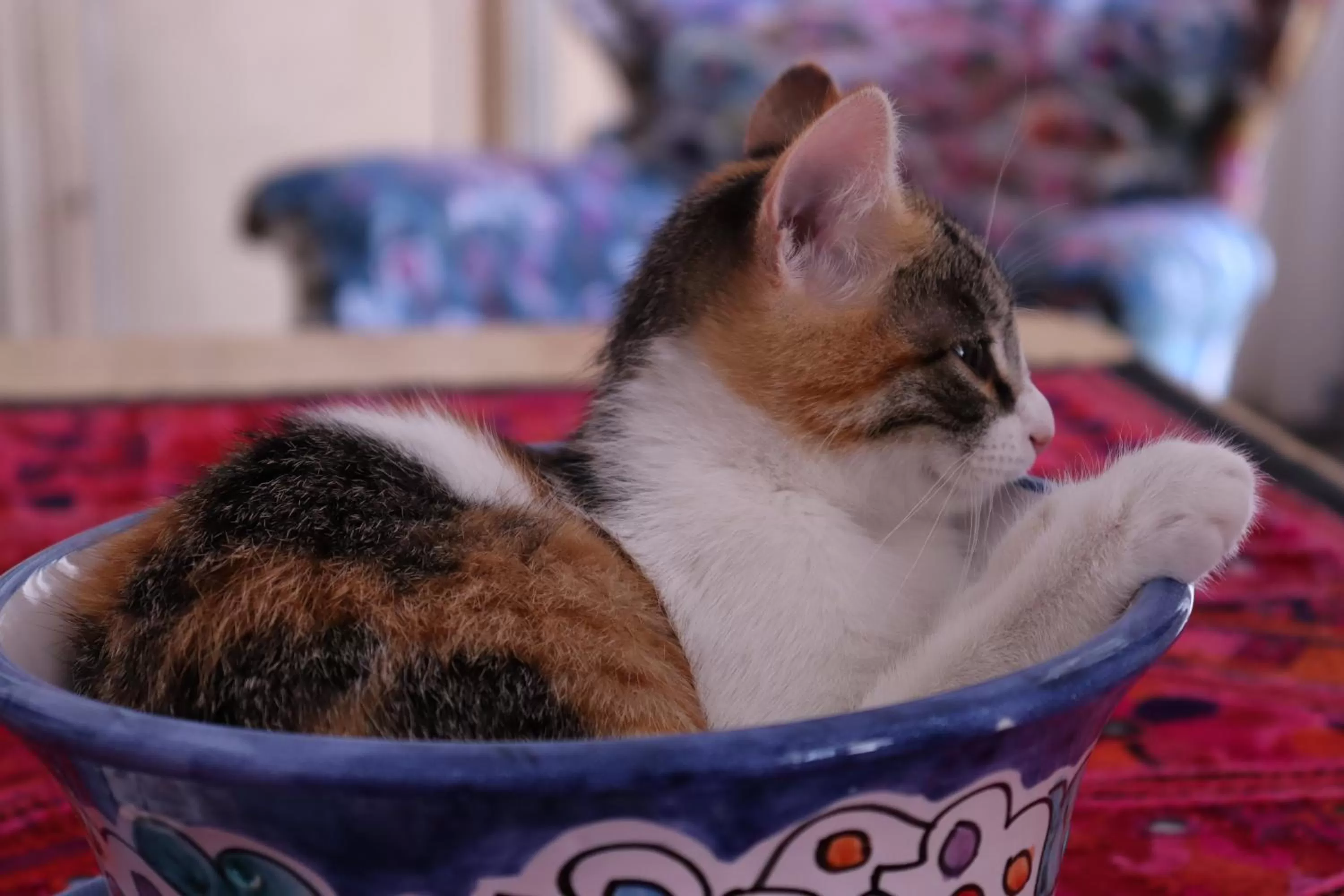 Pets in Viaggio nel Cuore dell'Arte