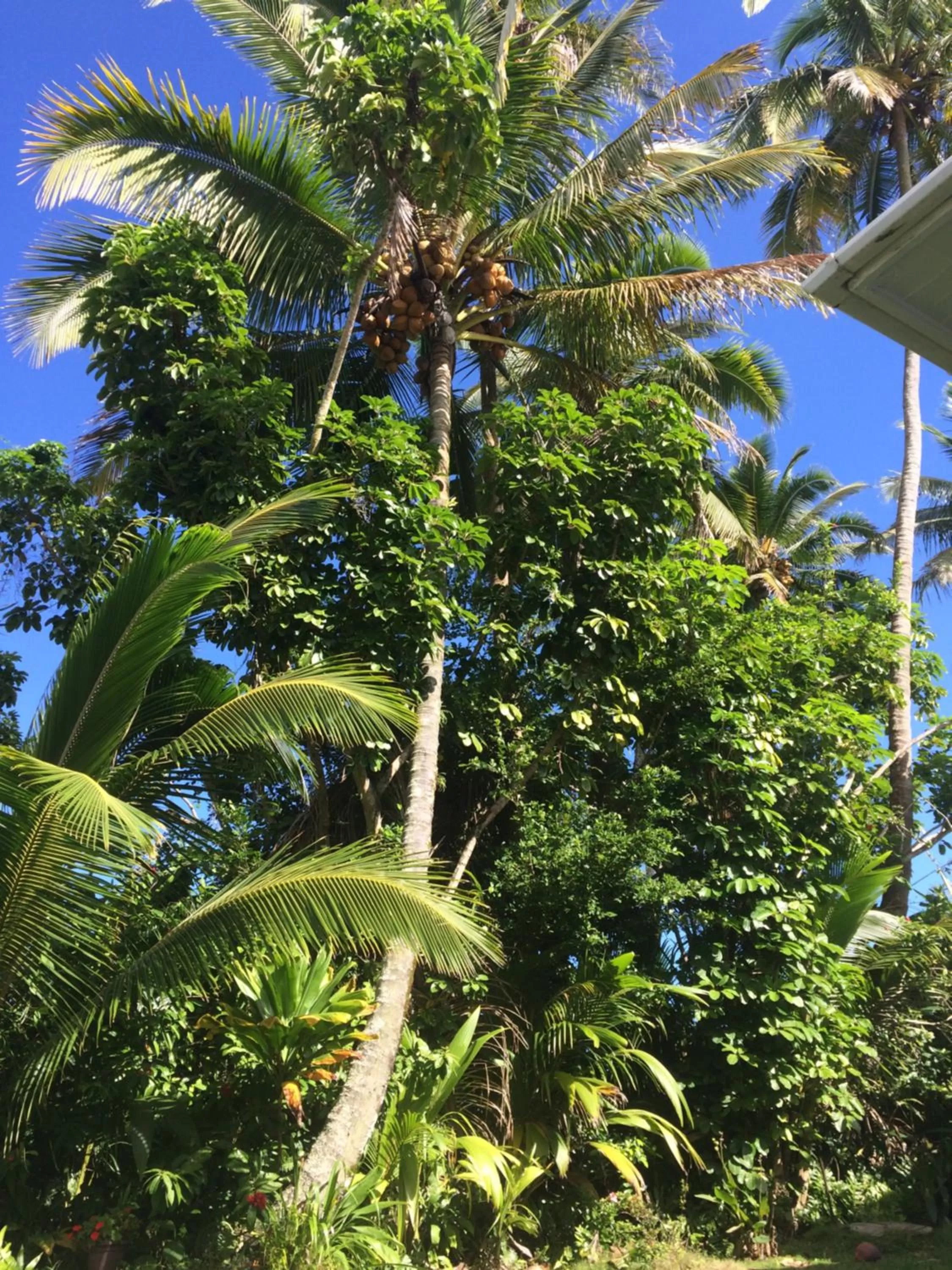 Garden in Hilo Bay Oceanfront Bed and Breakfast