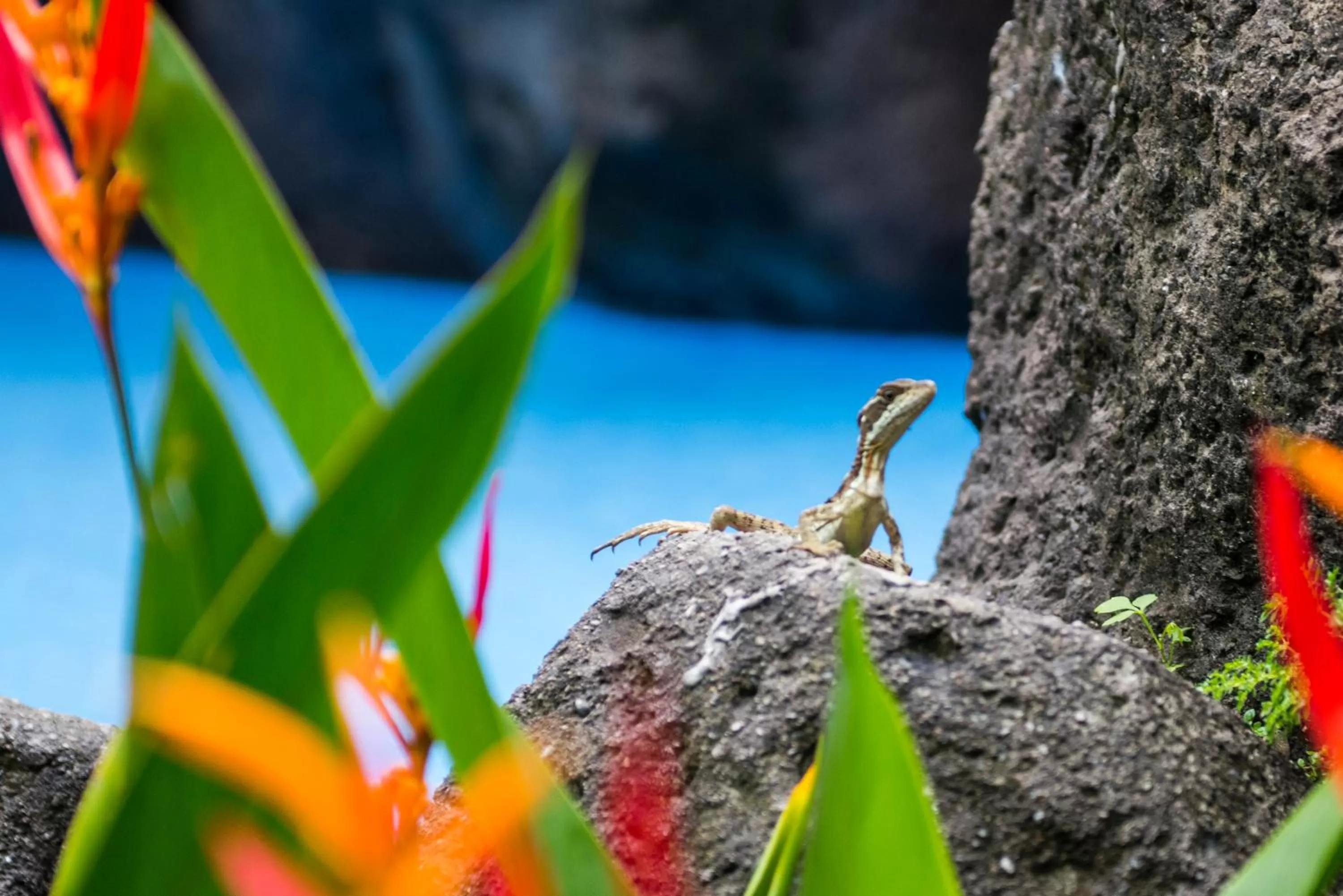 Natural landscape in Pumilio Mountain & Ocean Hotel