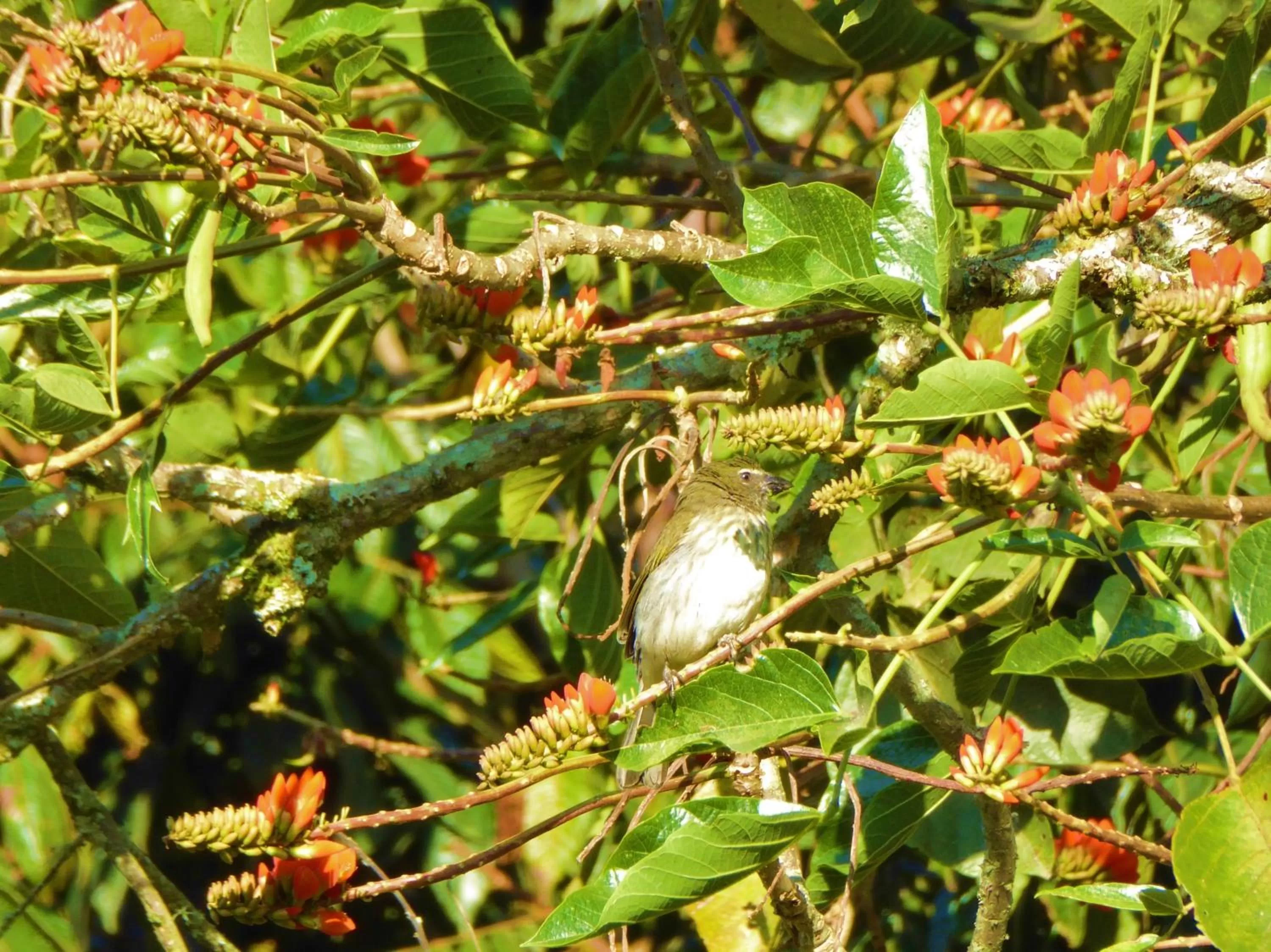 Garden, Other Animals in Finca El Cielo