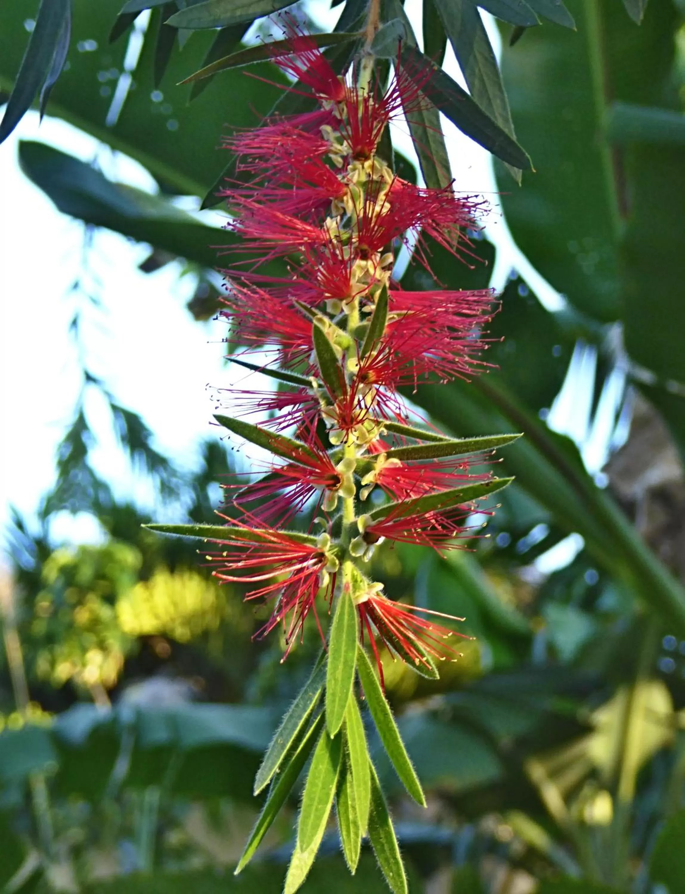 Garden in Pura Vida Hotel