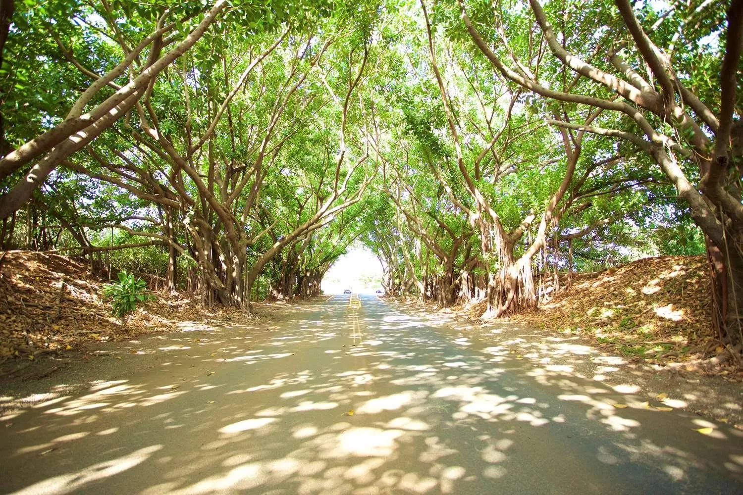 Natural landscape in OUTRIGGER Kaua'i Beach Resort & Spa