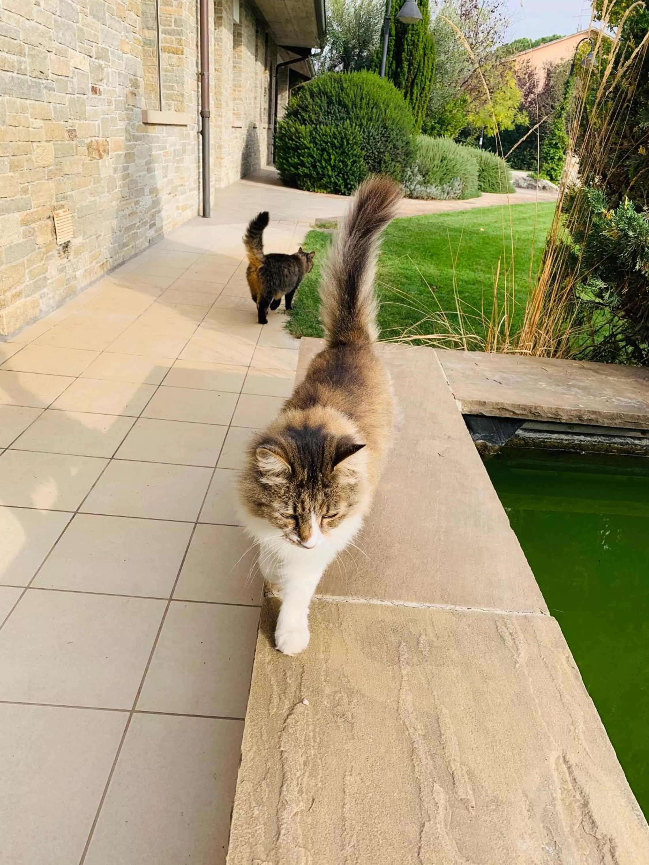 Garden in B&B Beauty House