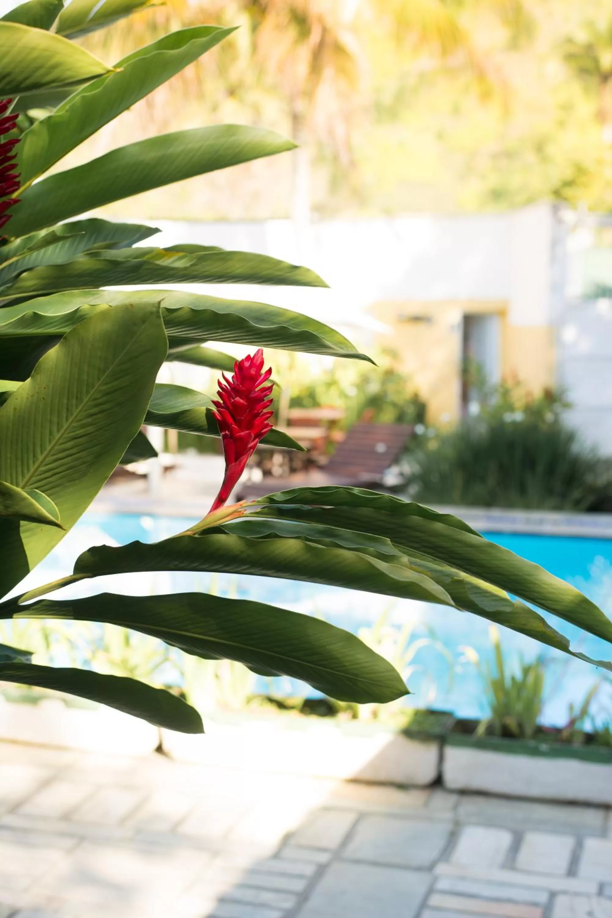 Garden in Pousada Viva Ubatuba