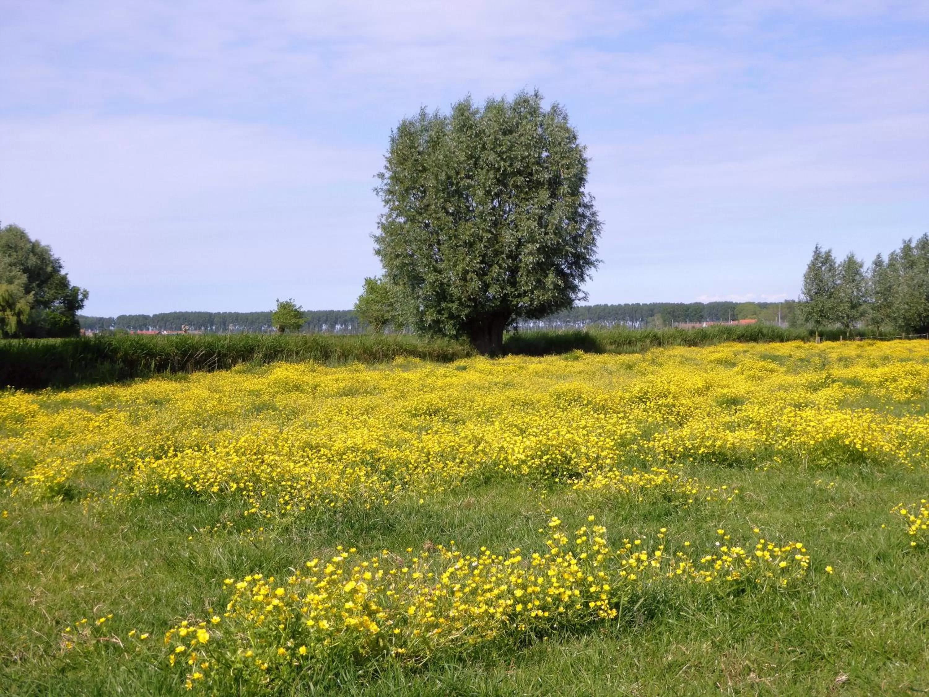 View (from property/room) in Boutique hotel Het Bloemenhof