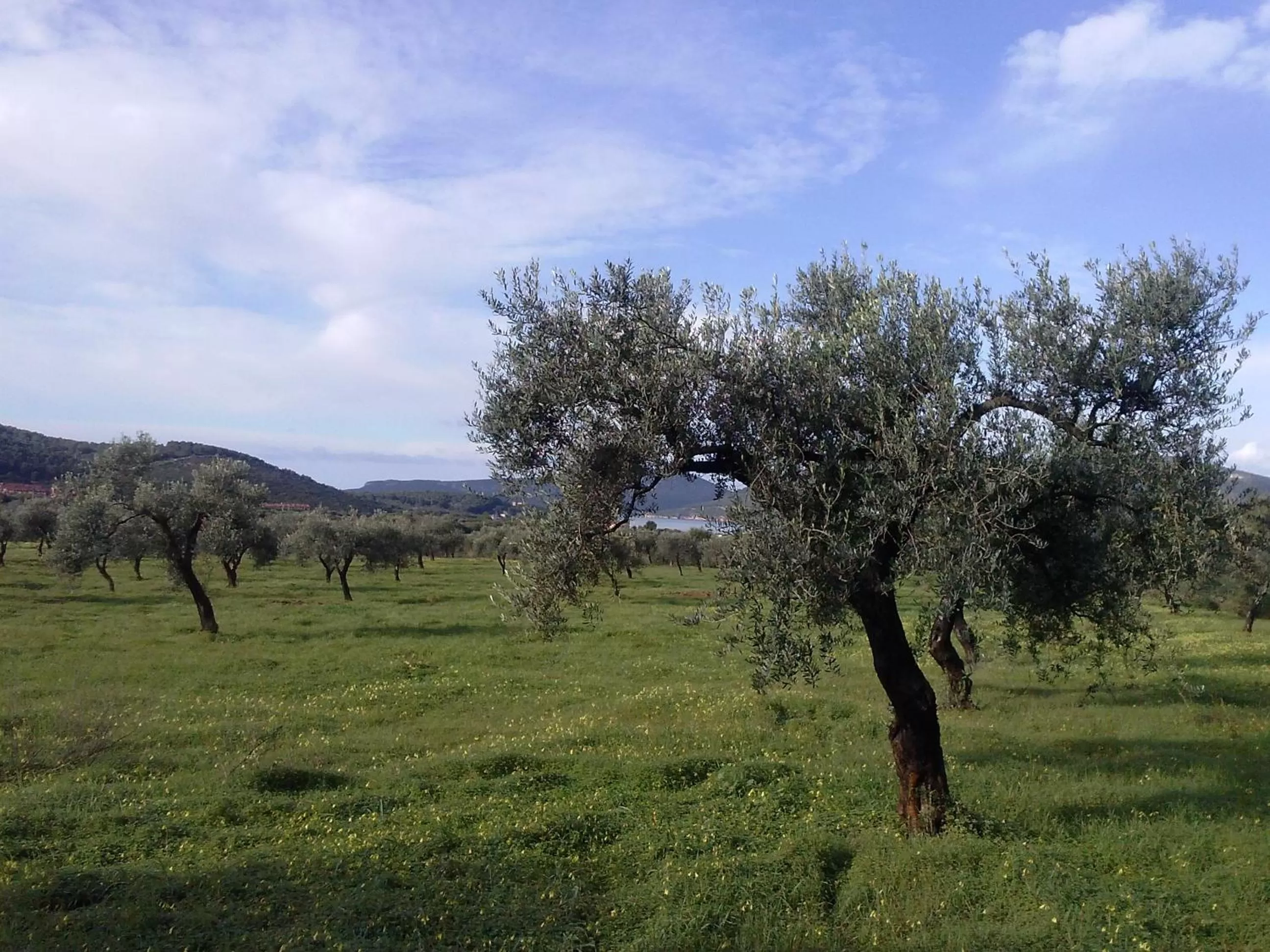 Natural landscape in B&B La Casa Bianca di Porto Conte