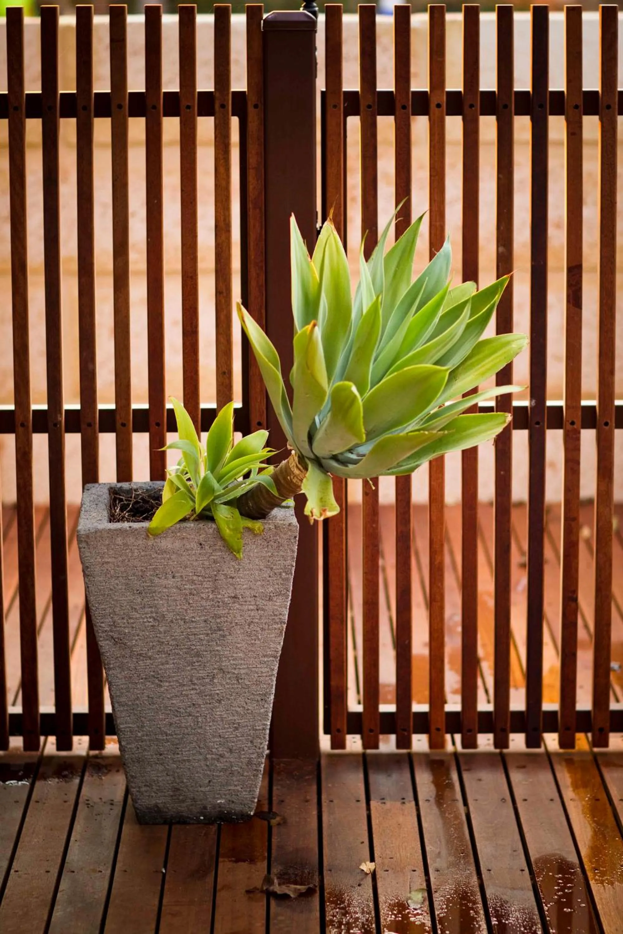 Balcony/Terrace in The Billi Resort