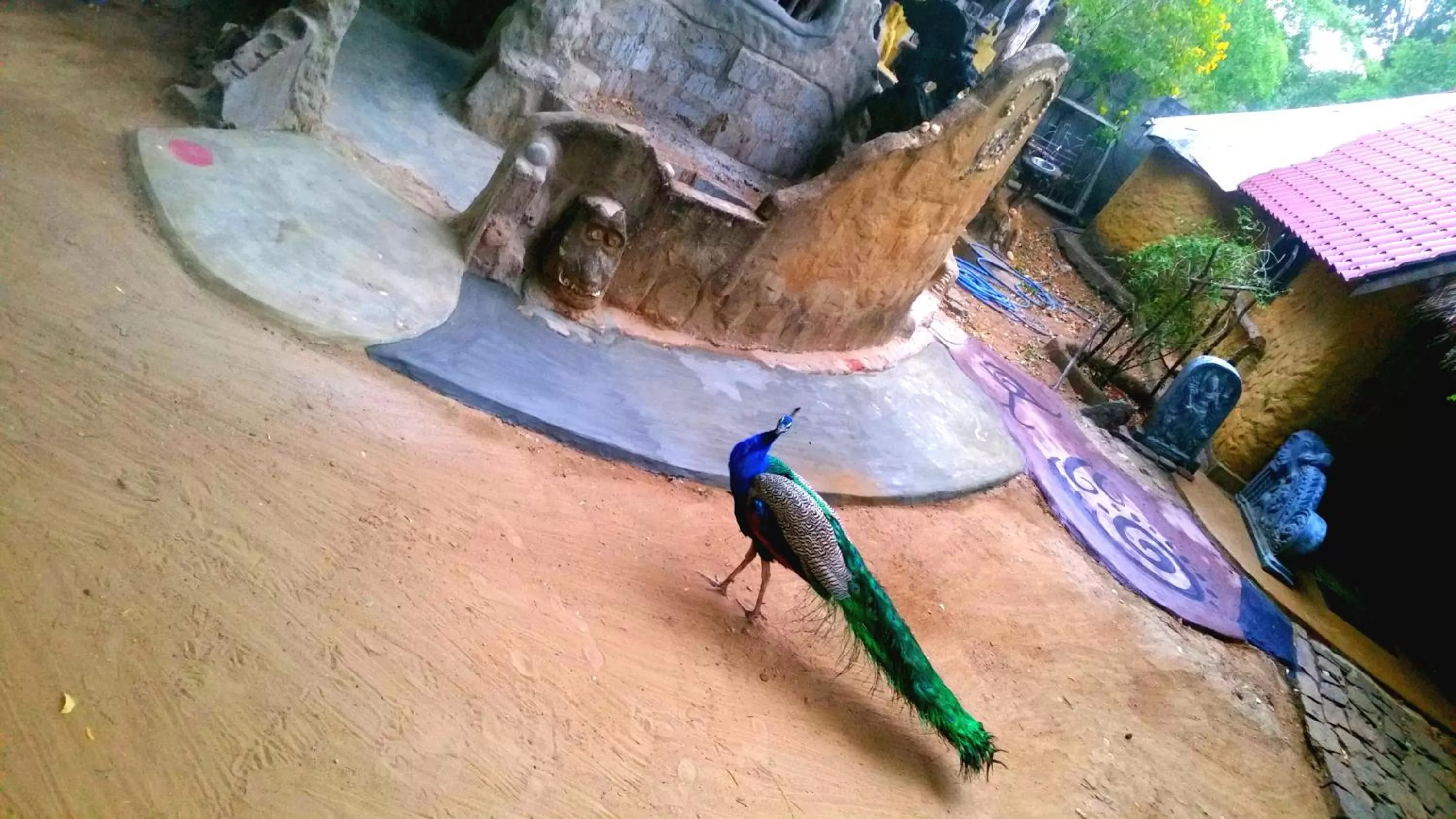 Other Animals in Jungle river humbhaha hostel