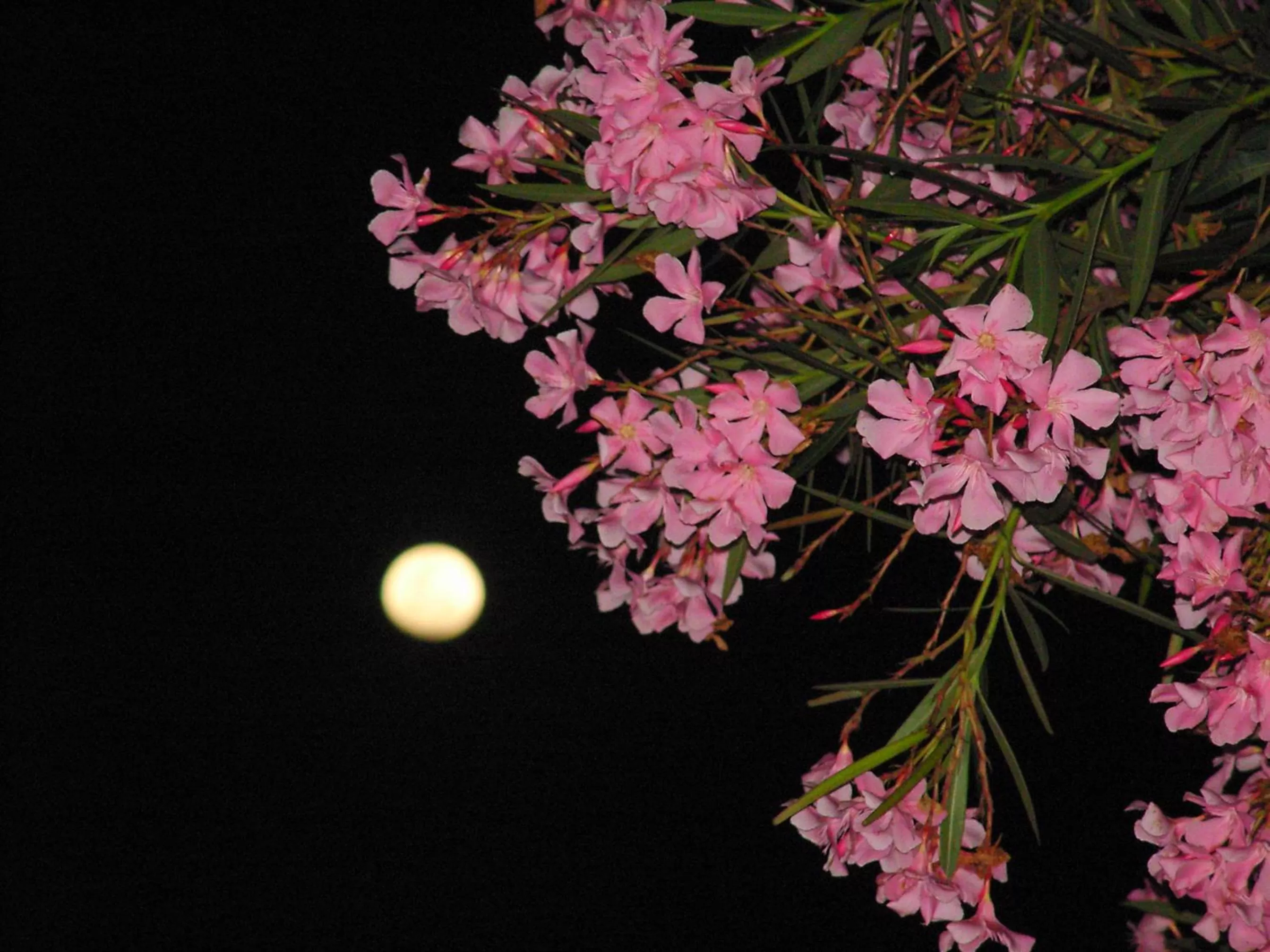 Night in Hotel Parco Dei Principi