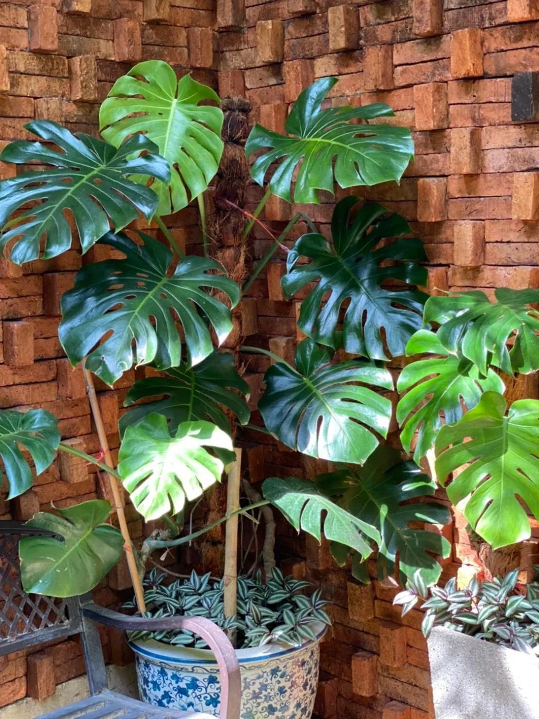 Garden in The Twenty Lodge