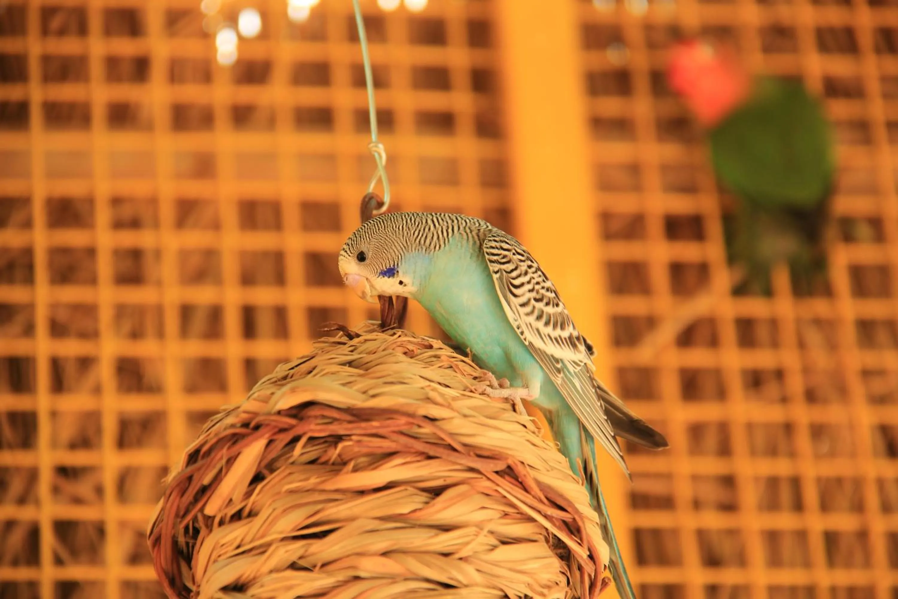 Fitness centre/facilities in Crowne Plaza Shanghai Xiayang Lake by IHG