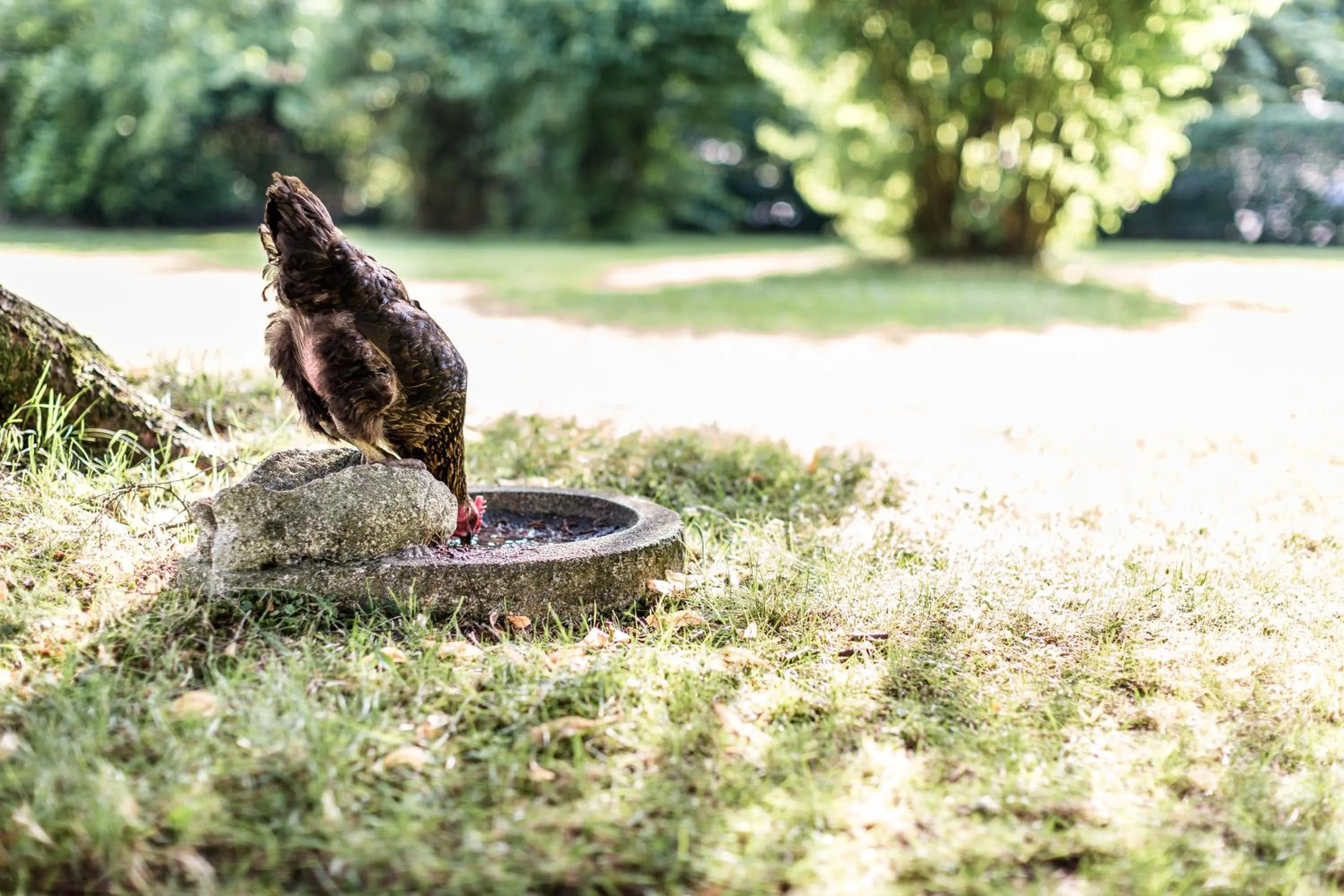 Pets in Salzburg Hotel Holznerwirt