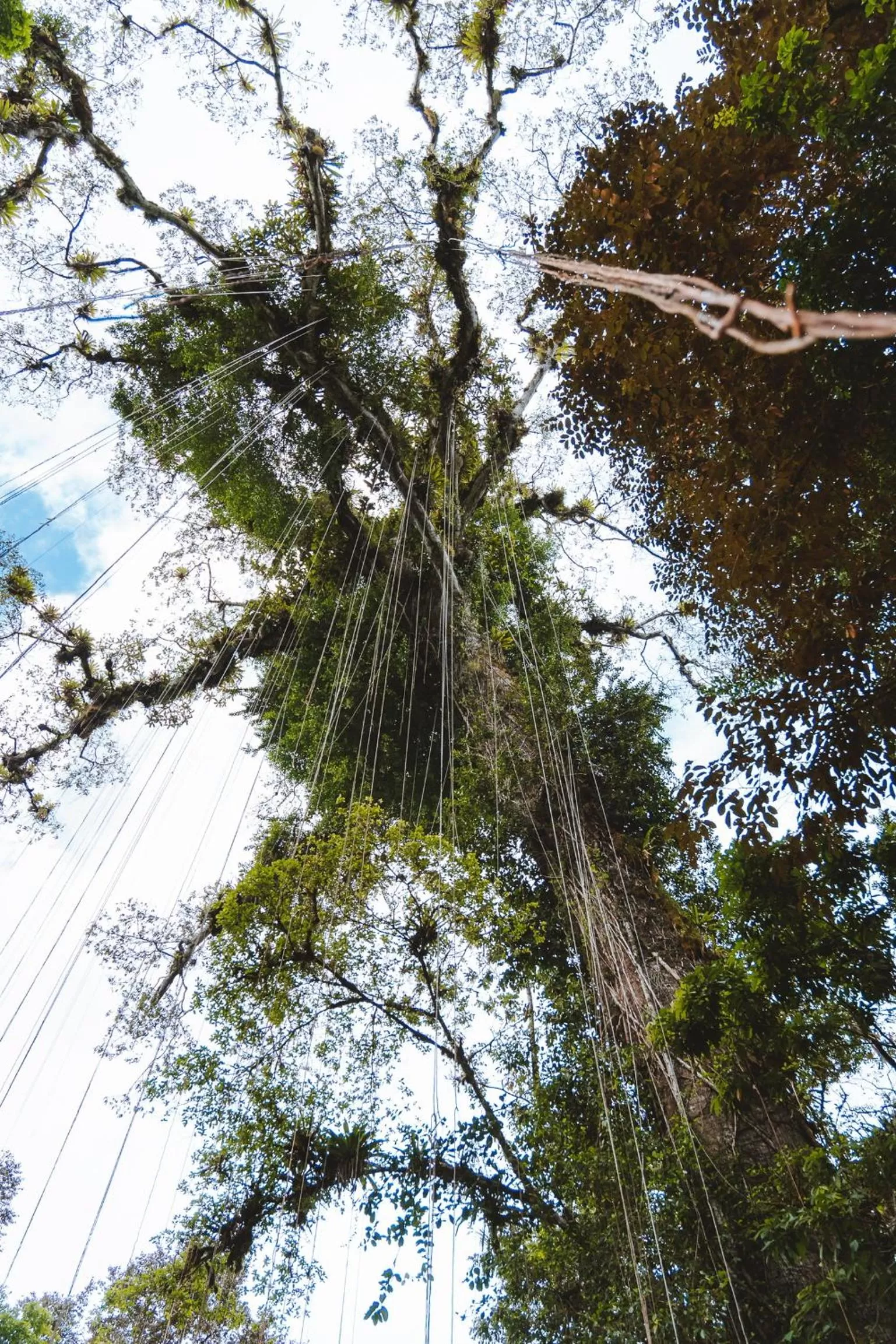 Garden, Winter in Bird Island Bungalows
