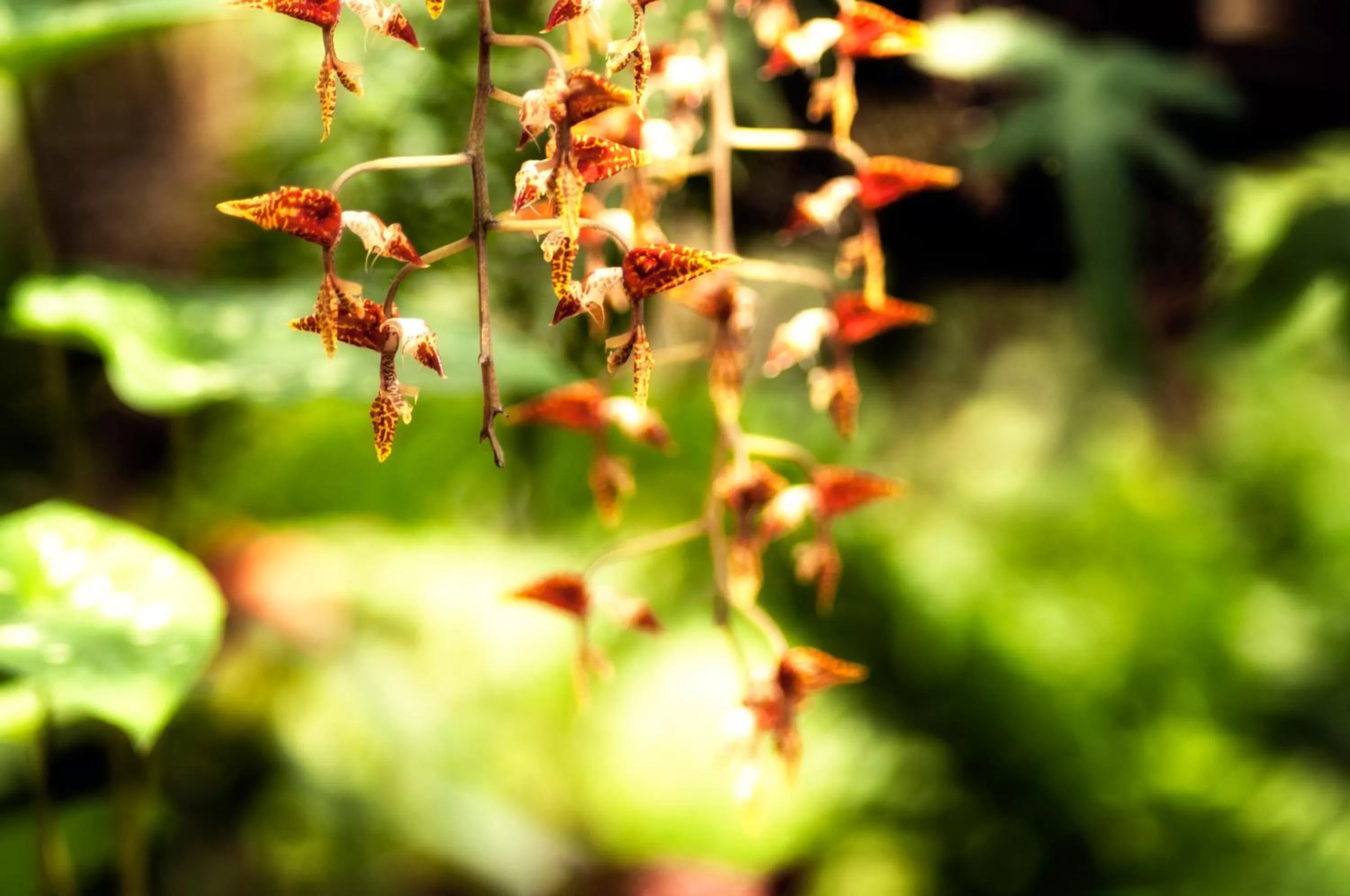 Garden in Spa Hosteria Miramelindo