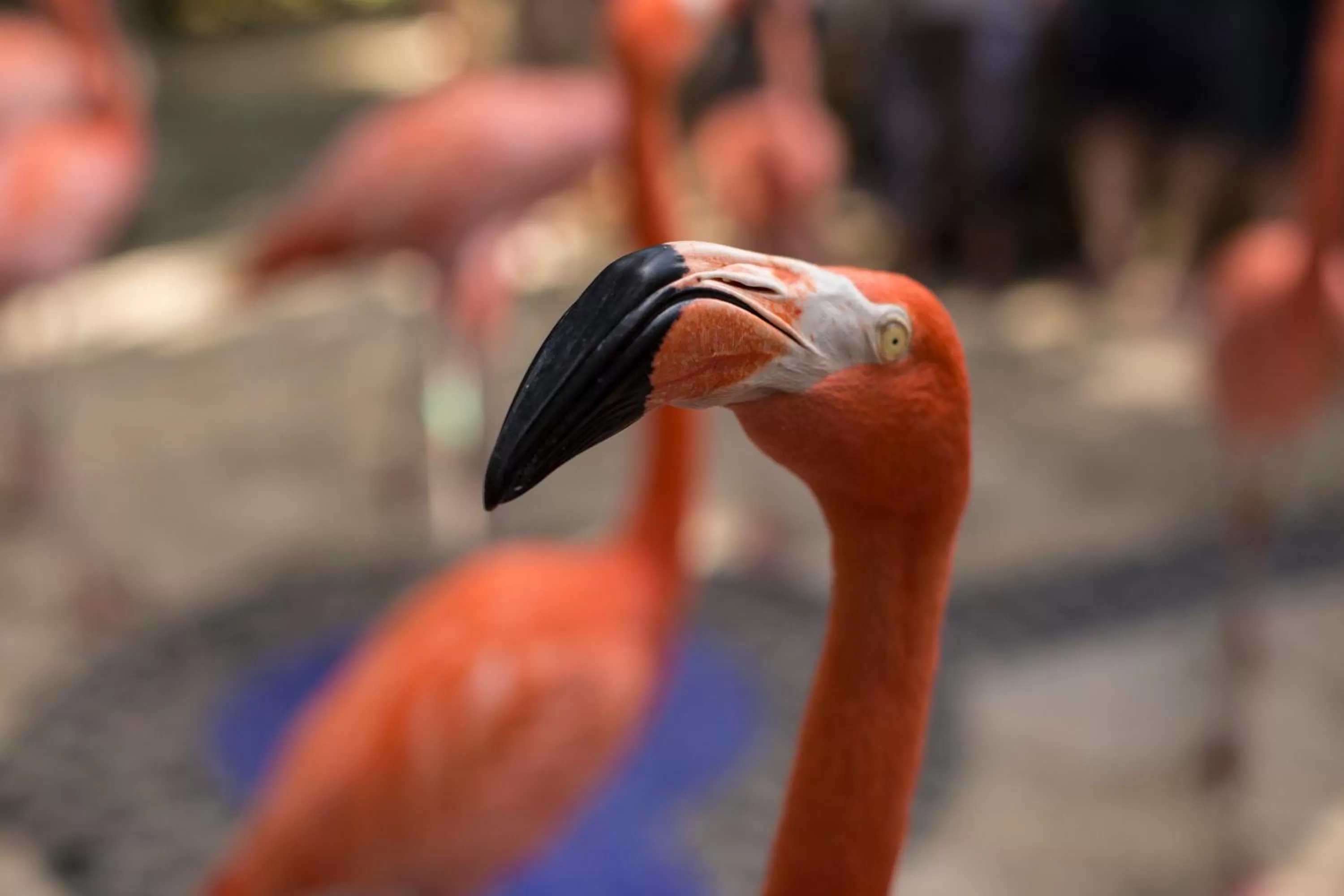Animals in Hotel Xcaret Mexico All Parks All Fun Inclusive