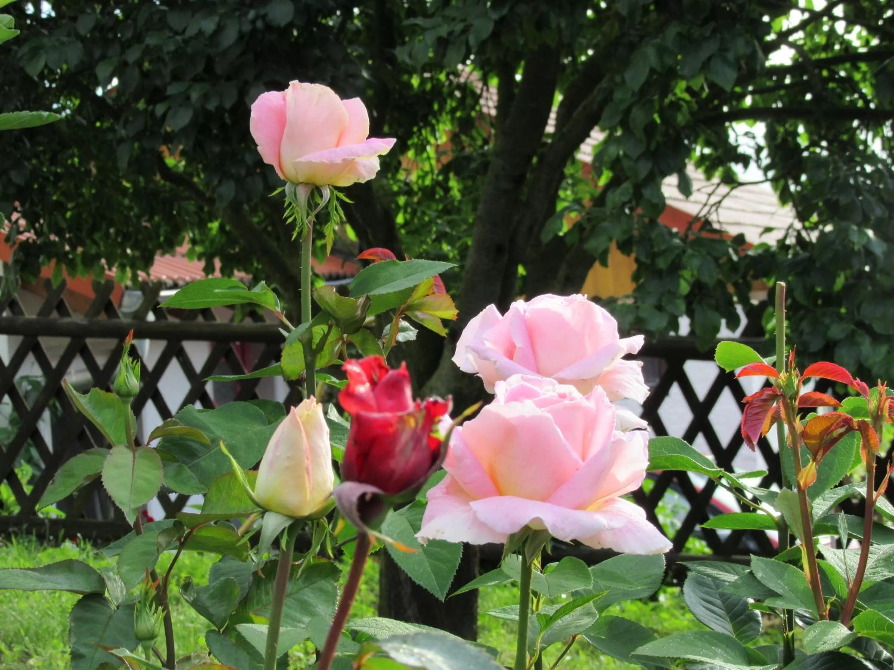 Garden in Hotel Haus Orchideental Jena