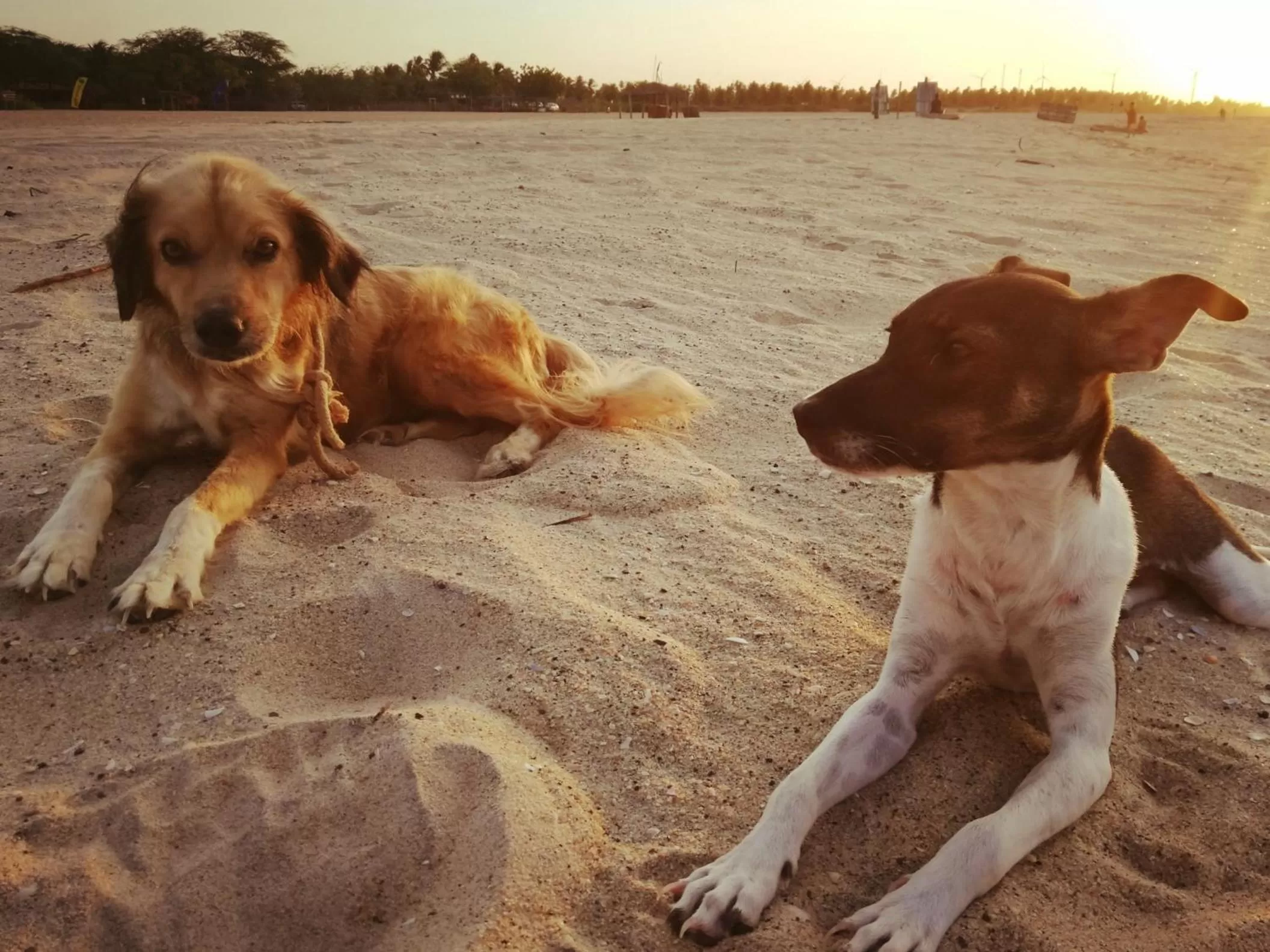 Pets in Pousada Casa de João Kitehouse