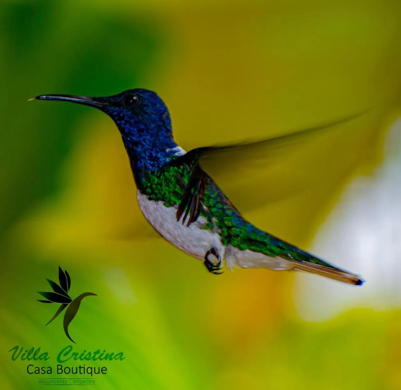 Other Animals in Villa Cristina - Casa Boutique