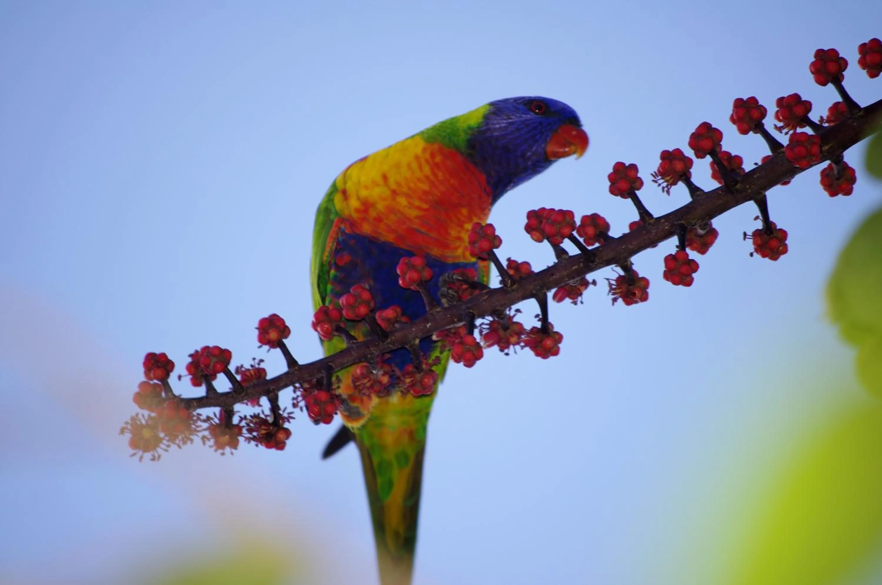 Area and facilities in Emeraldene Inn & Eco-Lodge