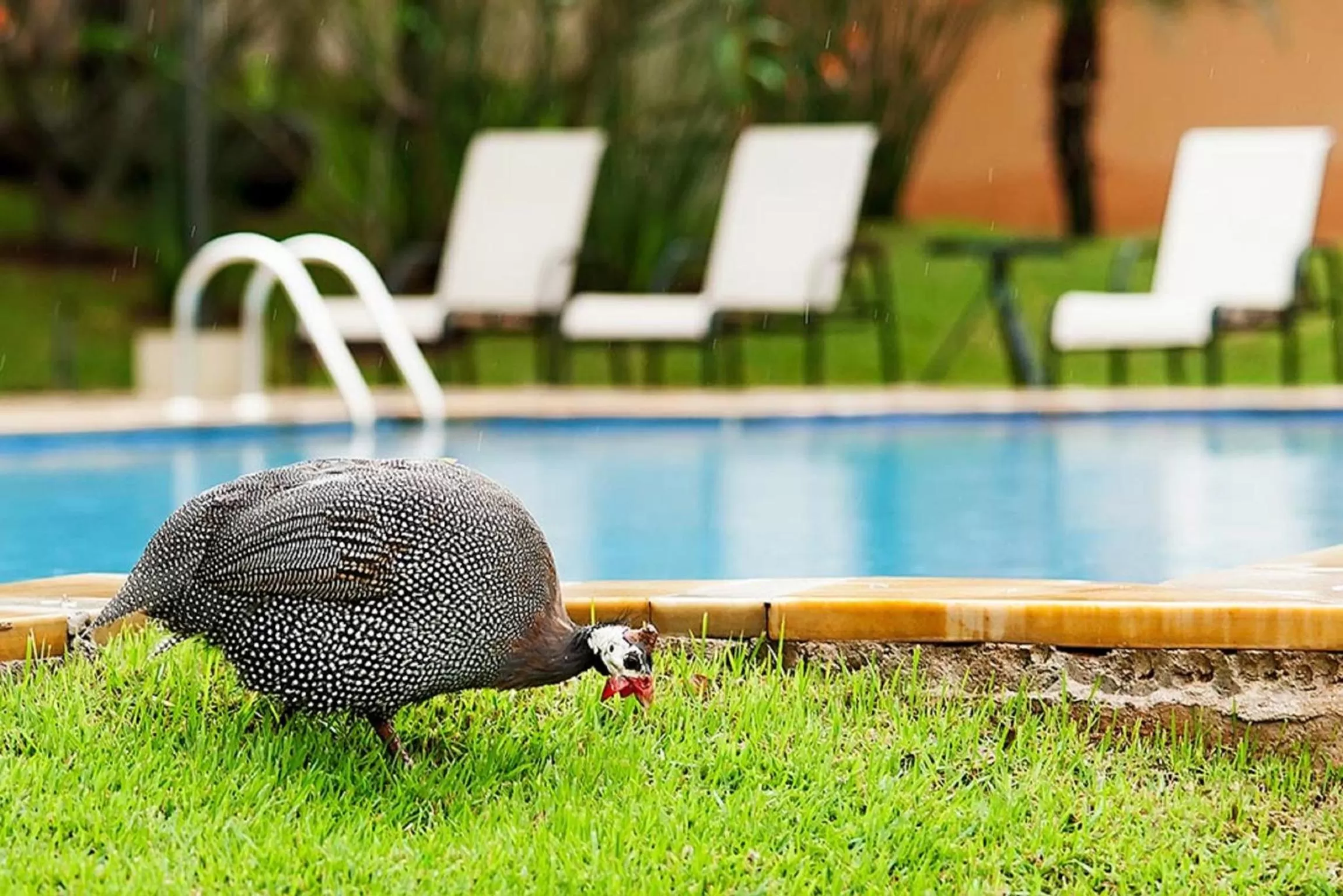 Pets, Swimming Pool in Vila Real Hotel