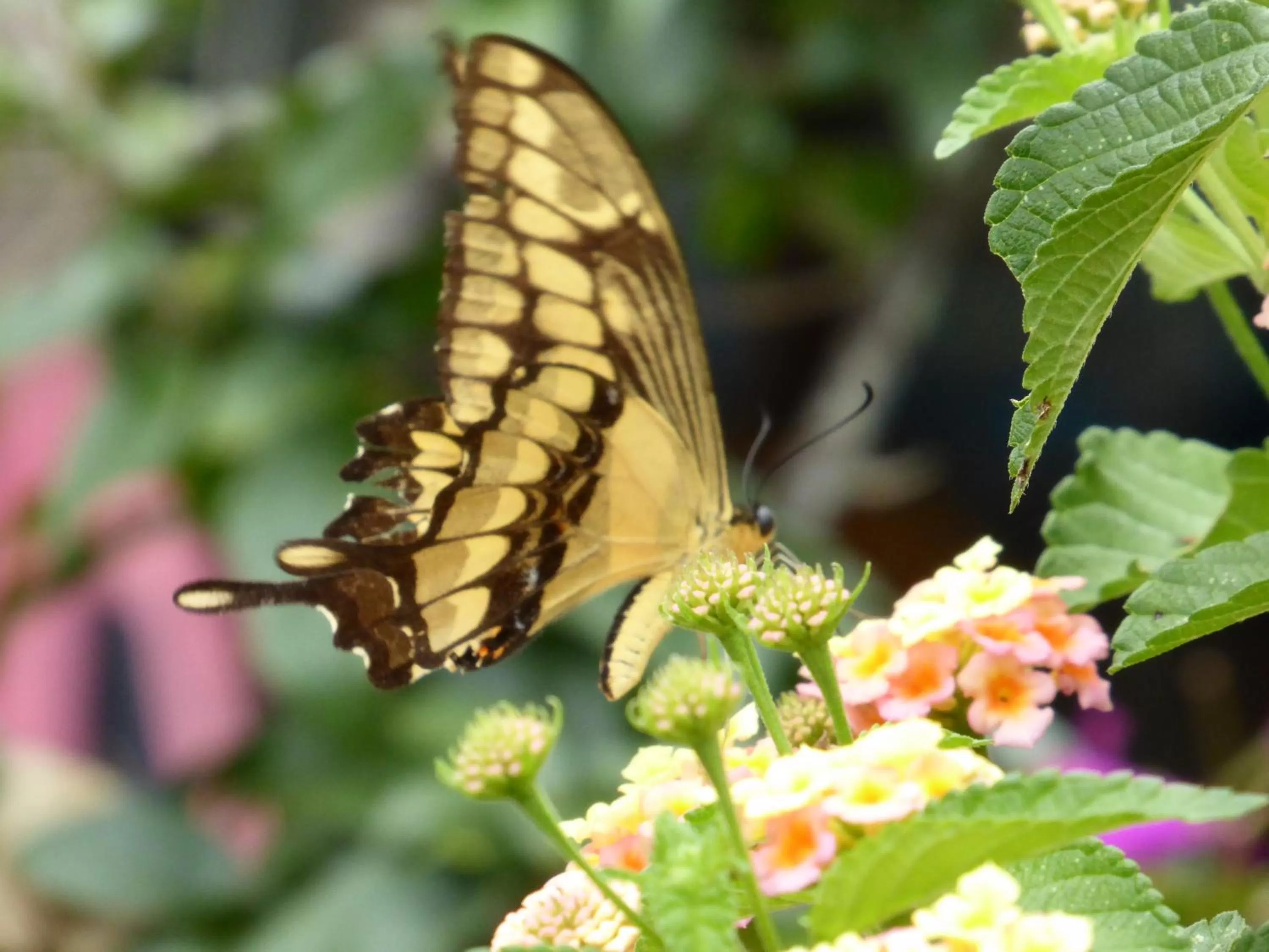 Animals, BBQ Facilities in Finca El Cielo