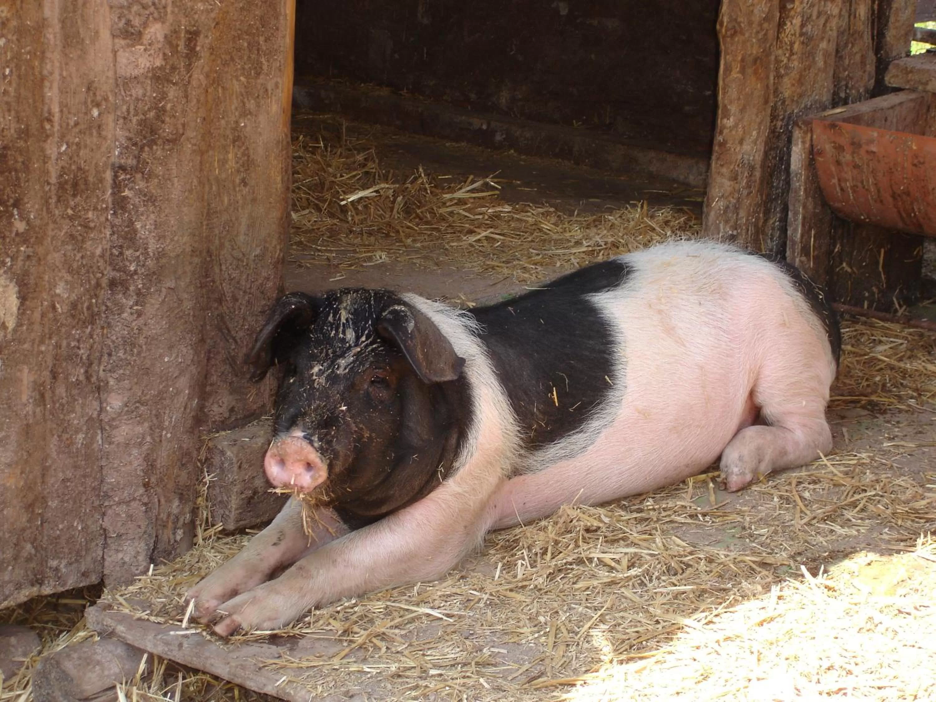 Children play ground in Hotel Waldmühle