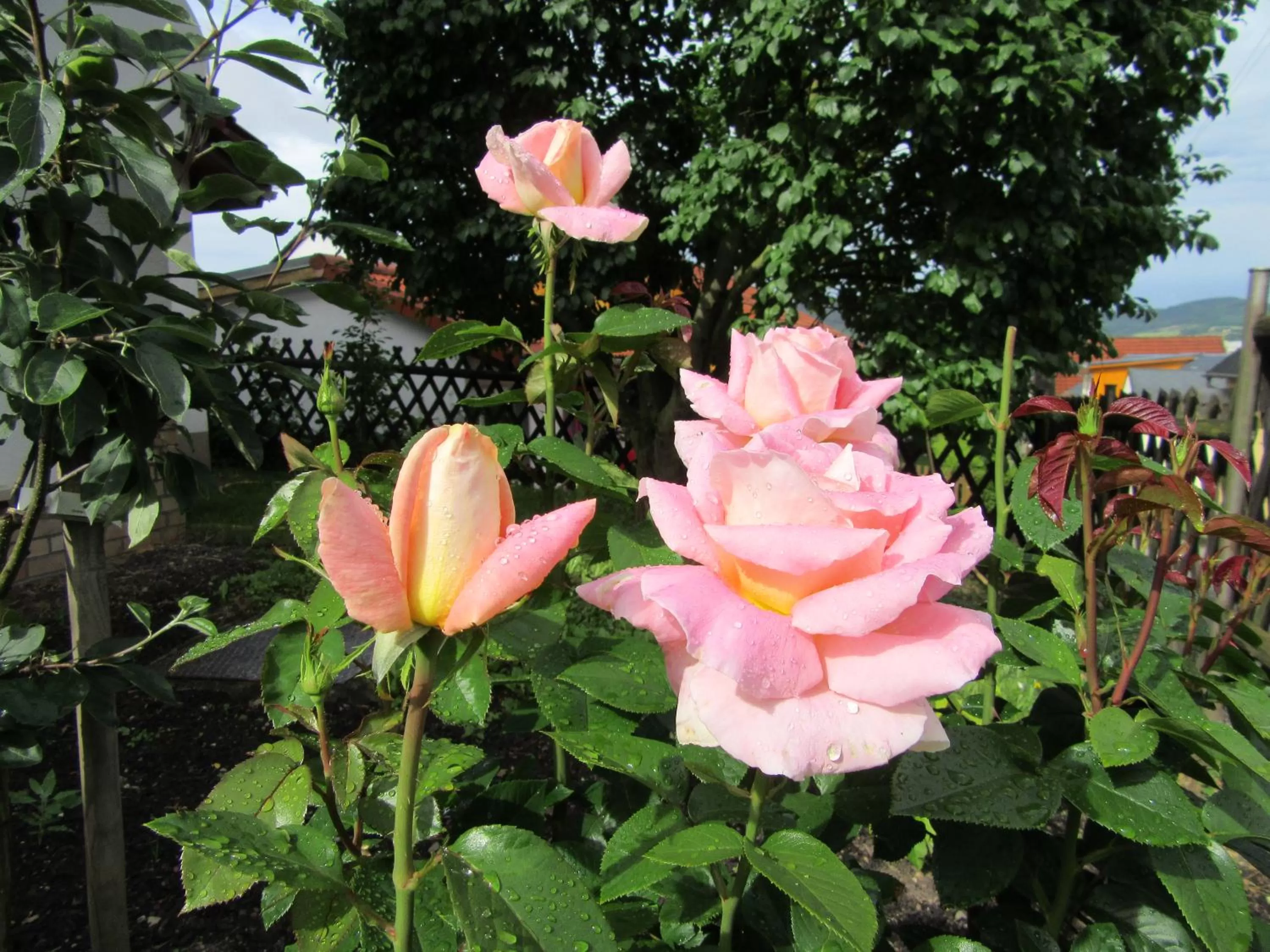 Garden in Hotel Haus Orchideental Jena