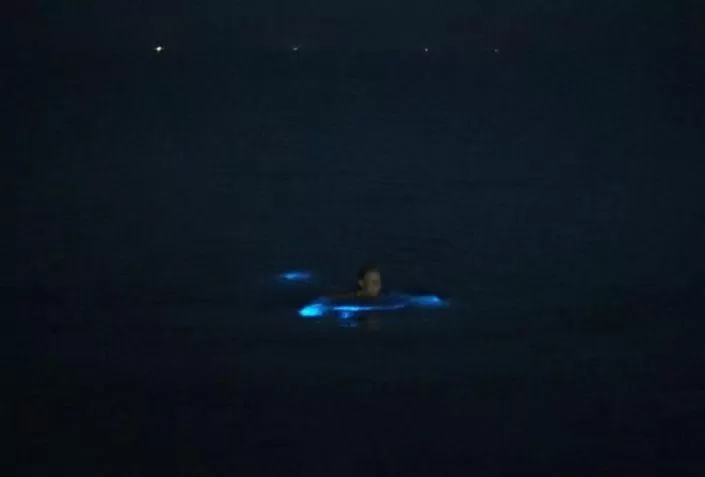 Other Animals in Hart van Petten