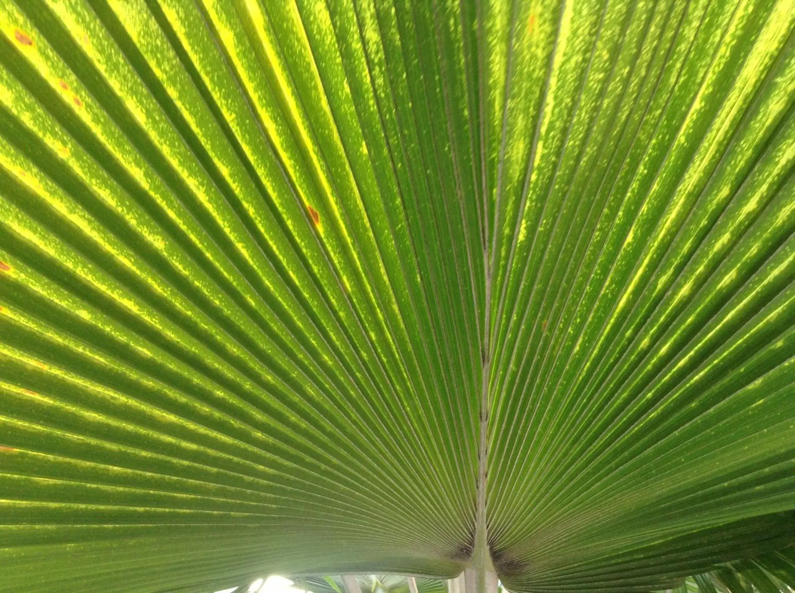 Double Queen in Casa del Caribe Inn Double Queen in Casa del Caribe Inn