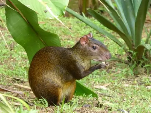 Animals, Other Animals in La Purruja Lodge