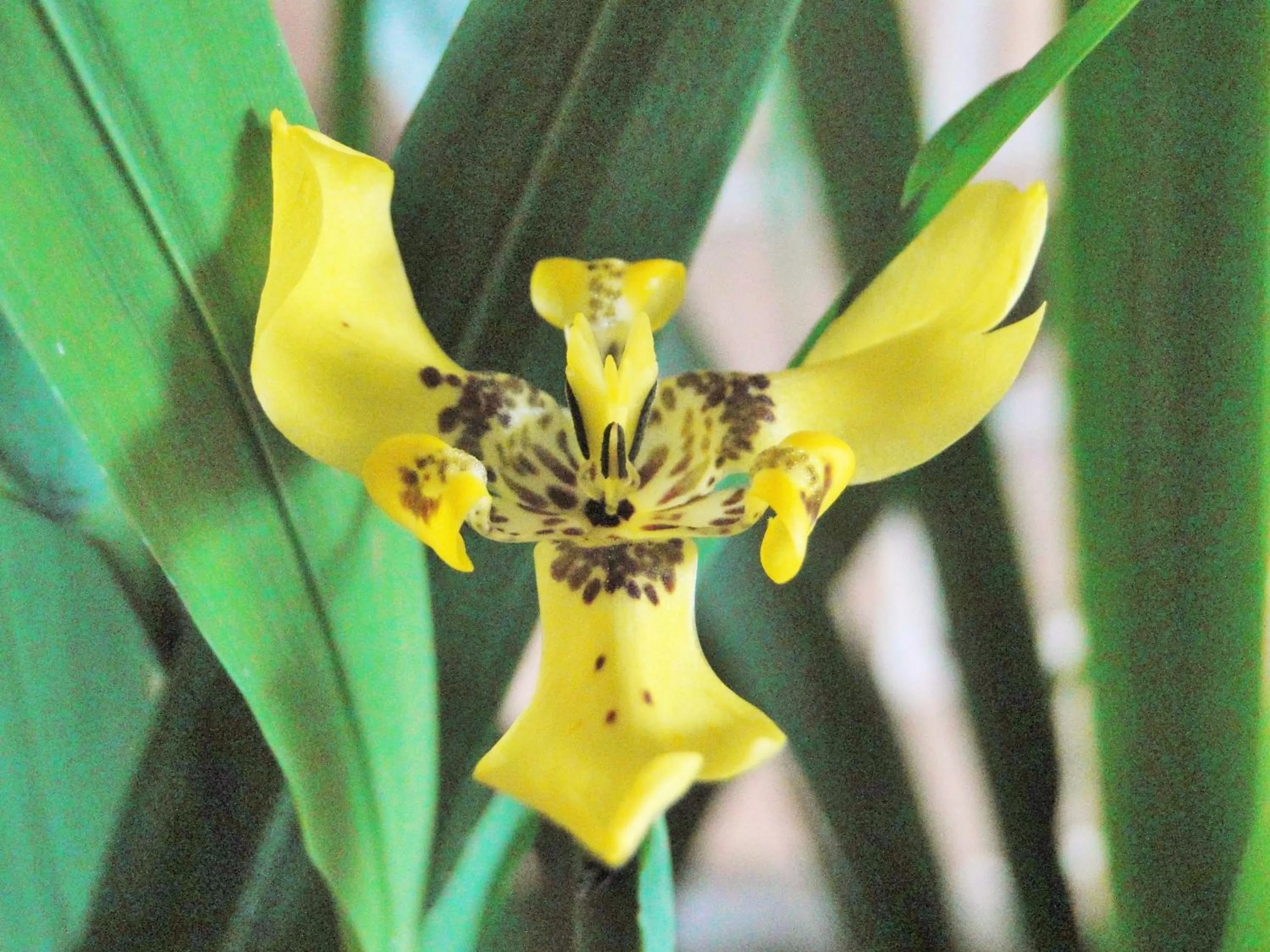 Food in Hosteria Florecer