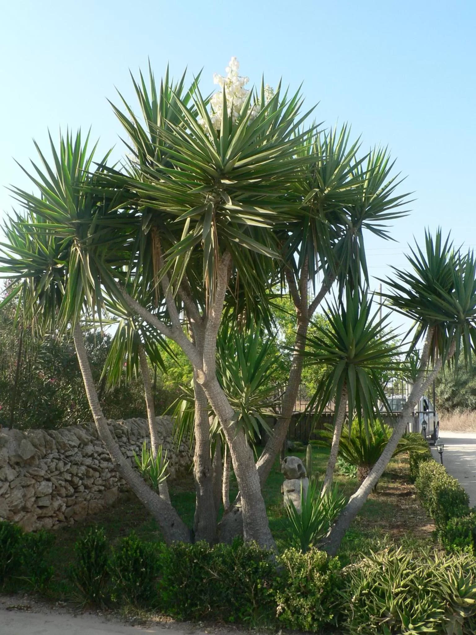 Garden in B&B Villa Francesco