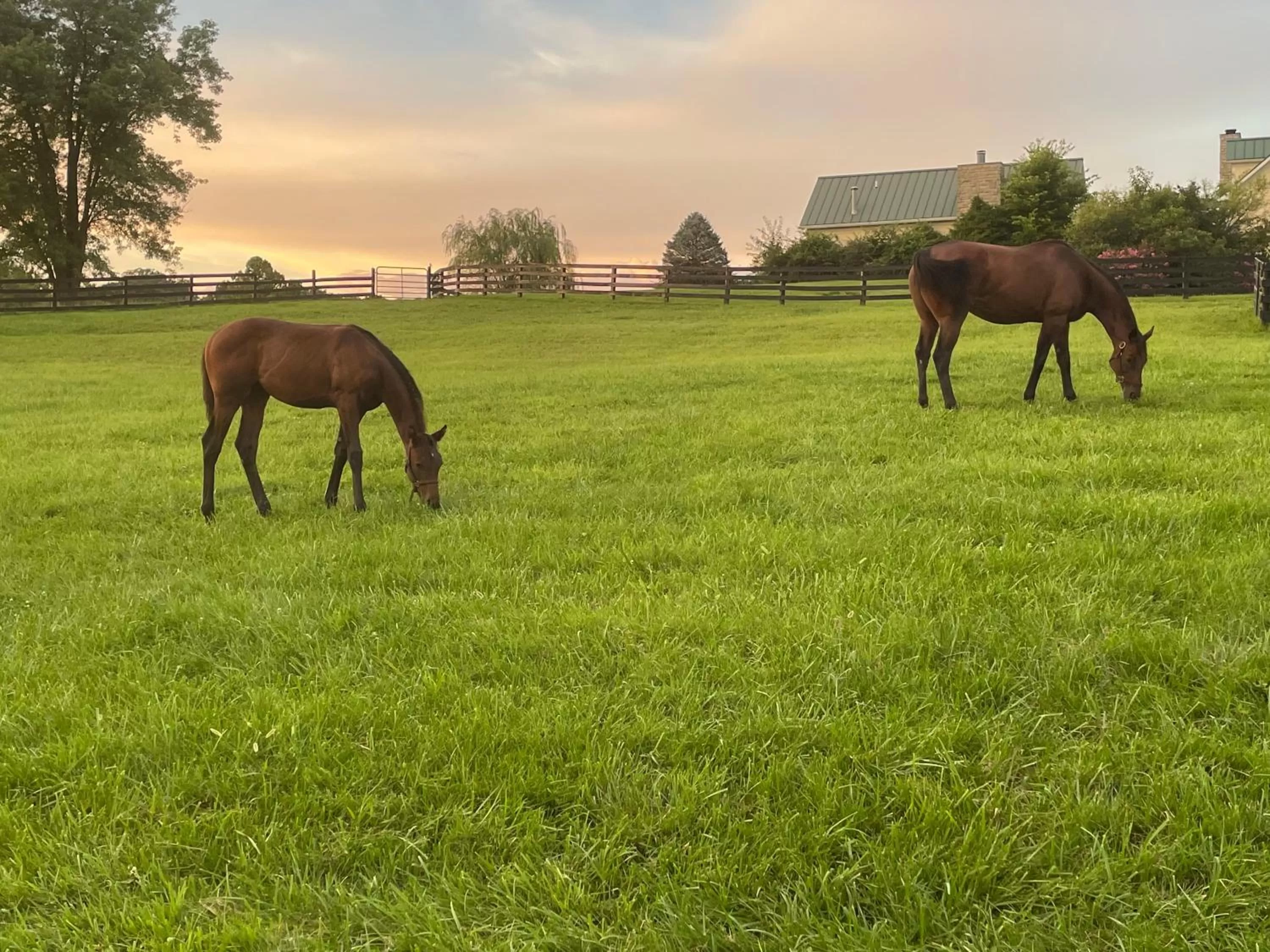 Garden in Pillow and Paddock B&B