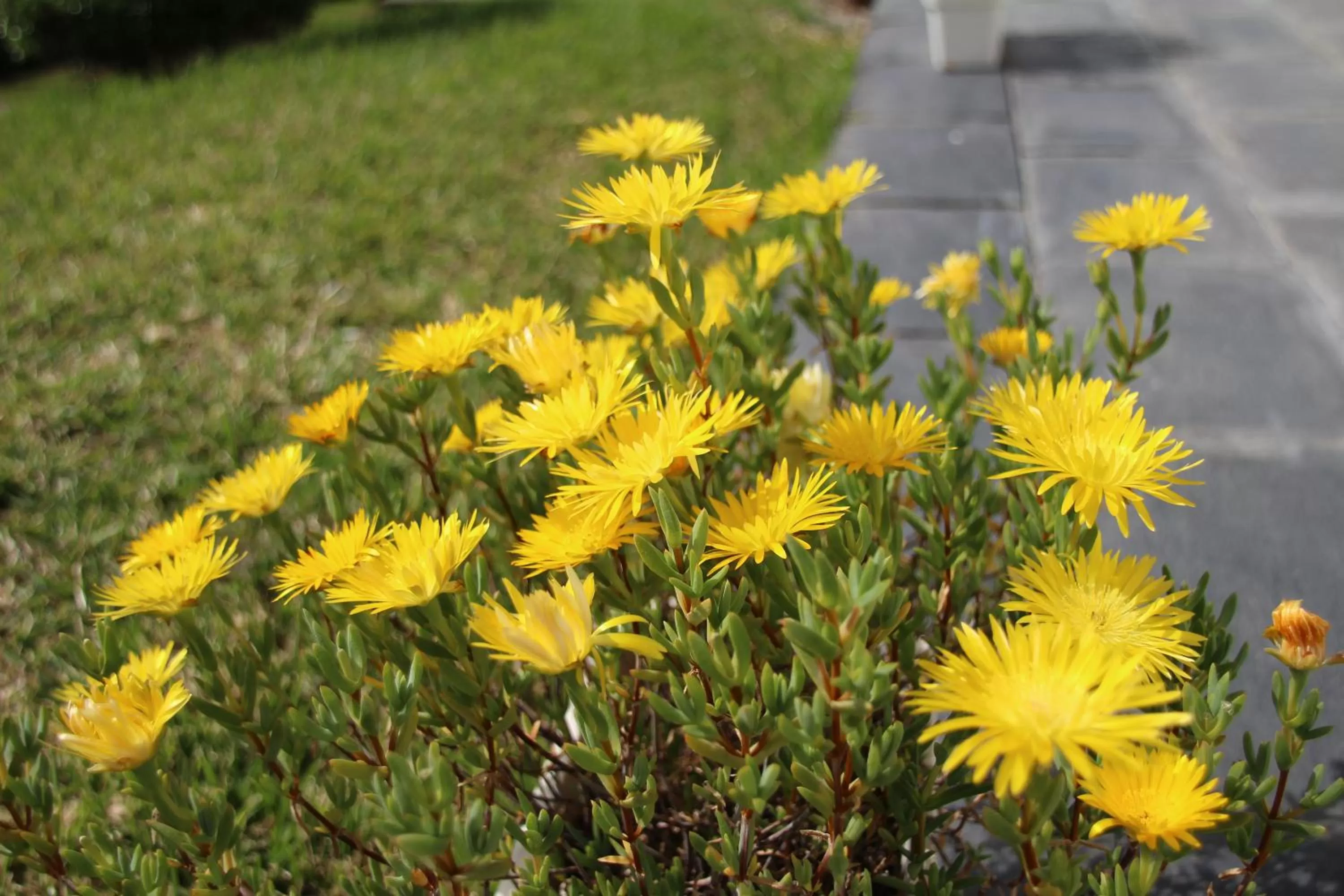 Garden in B&B Villa Branca Barreiros AL98139