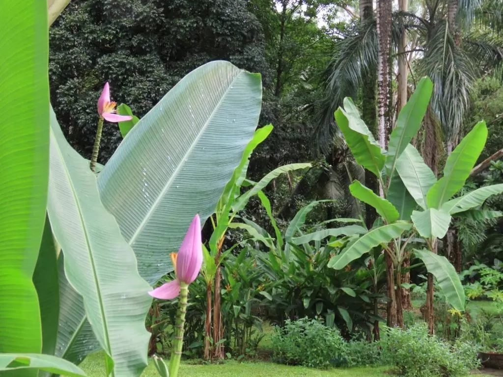 Garden in Sand Dollar Beach Bed & Breakfast