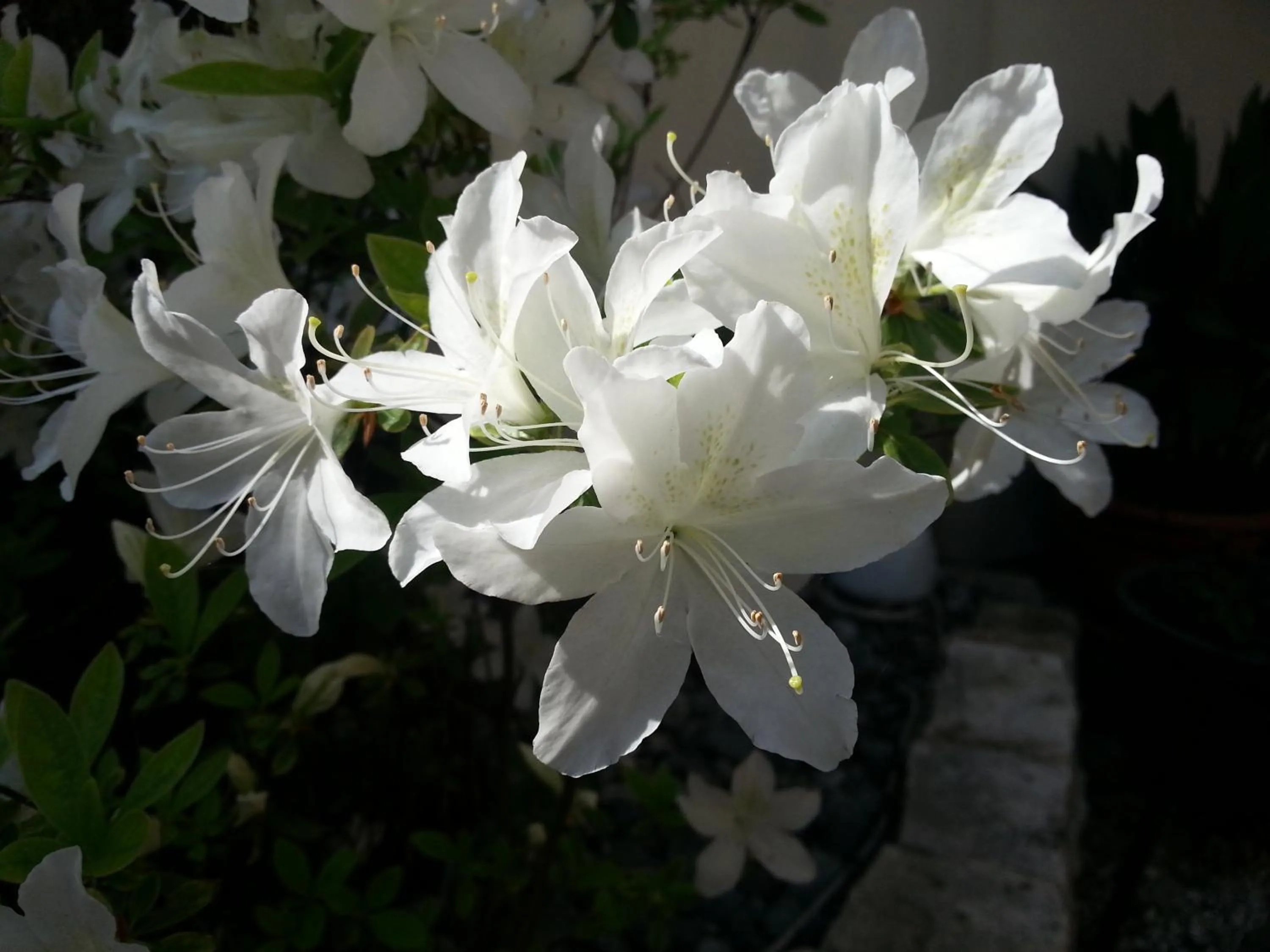 Spring in Il Girasole High Quality Inn