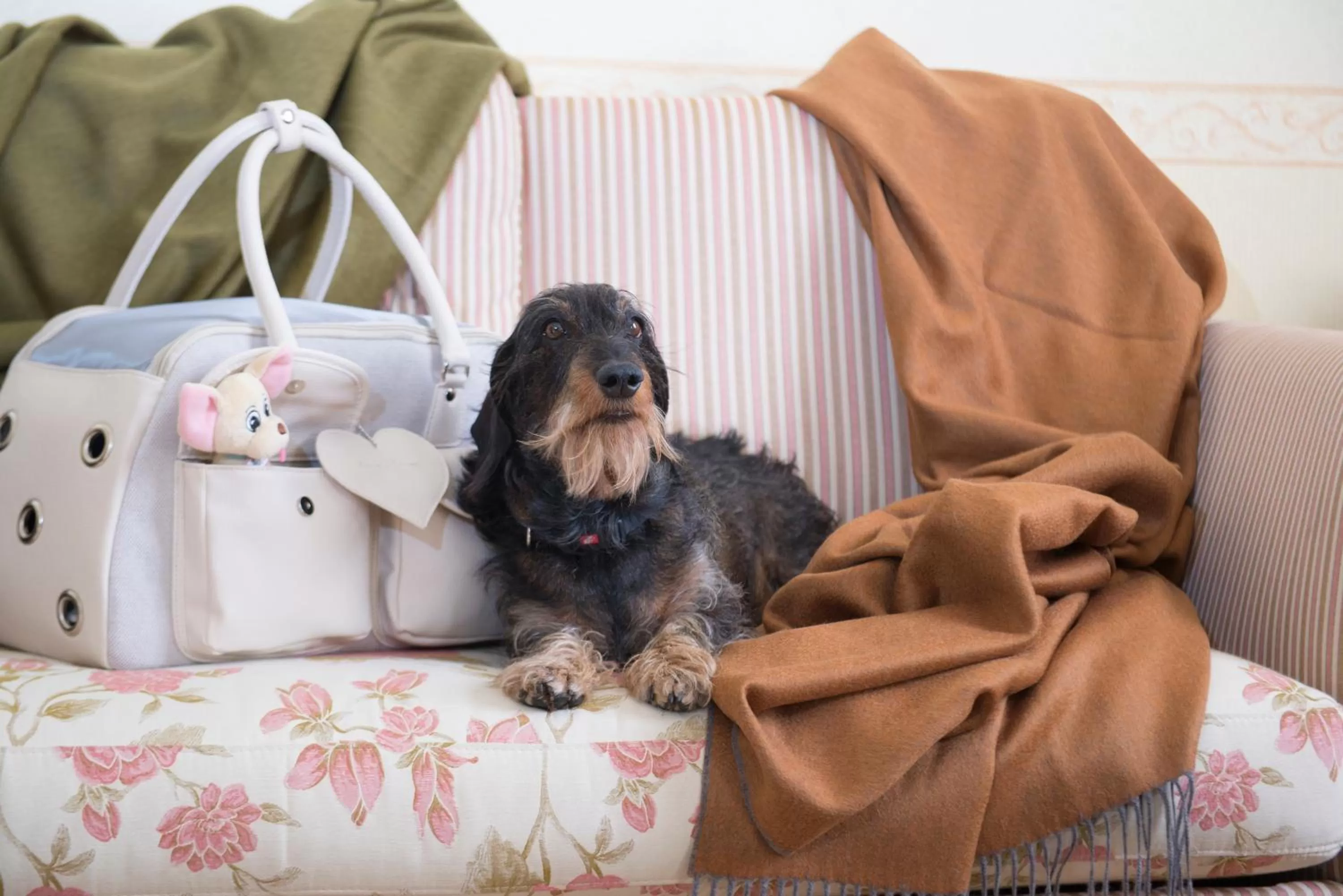 Pets in Grand Hotel Royal E Golf