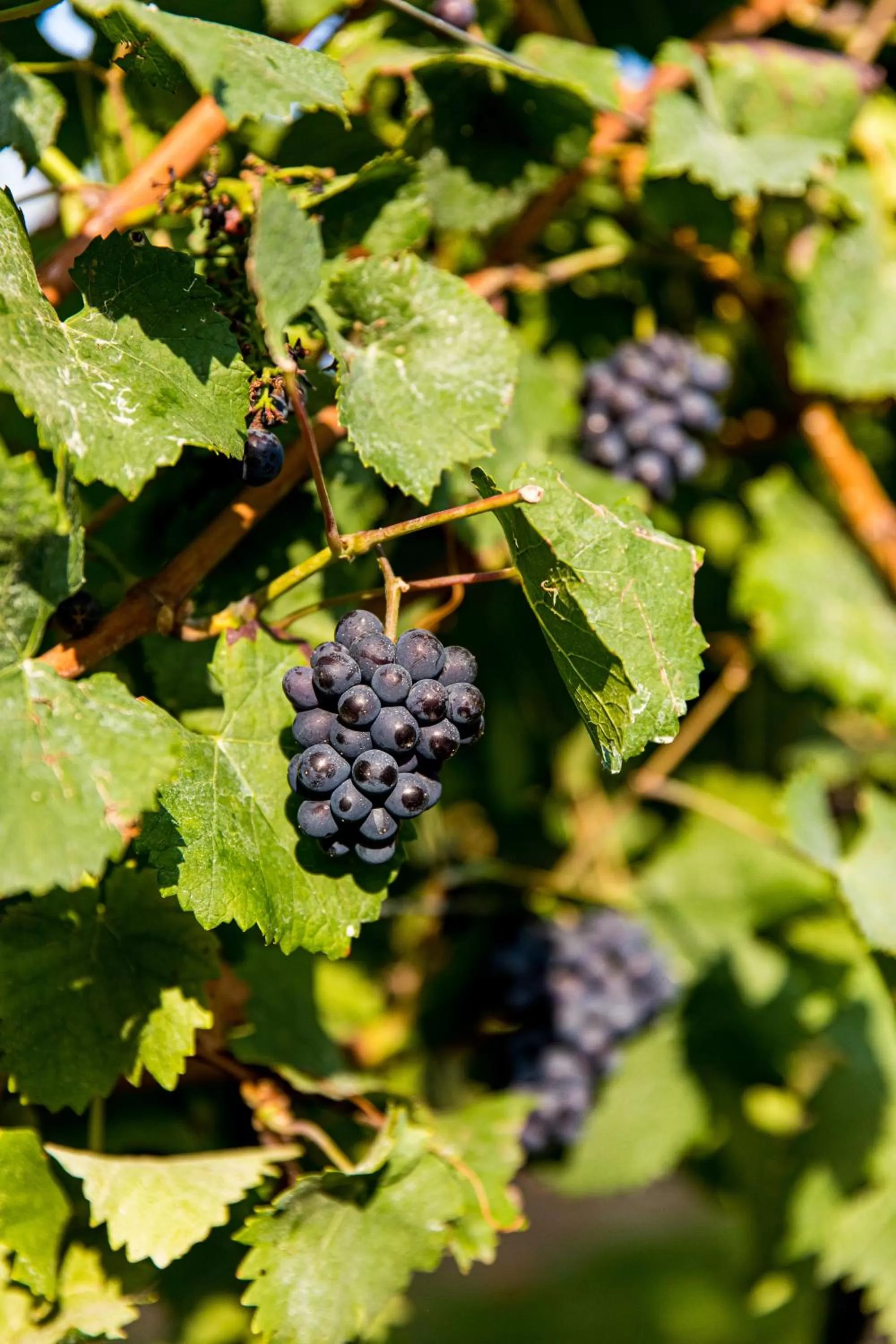 Garden in Landgoed Kasteel de Hoogenweerth