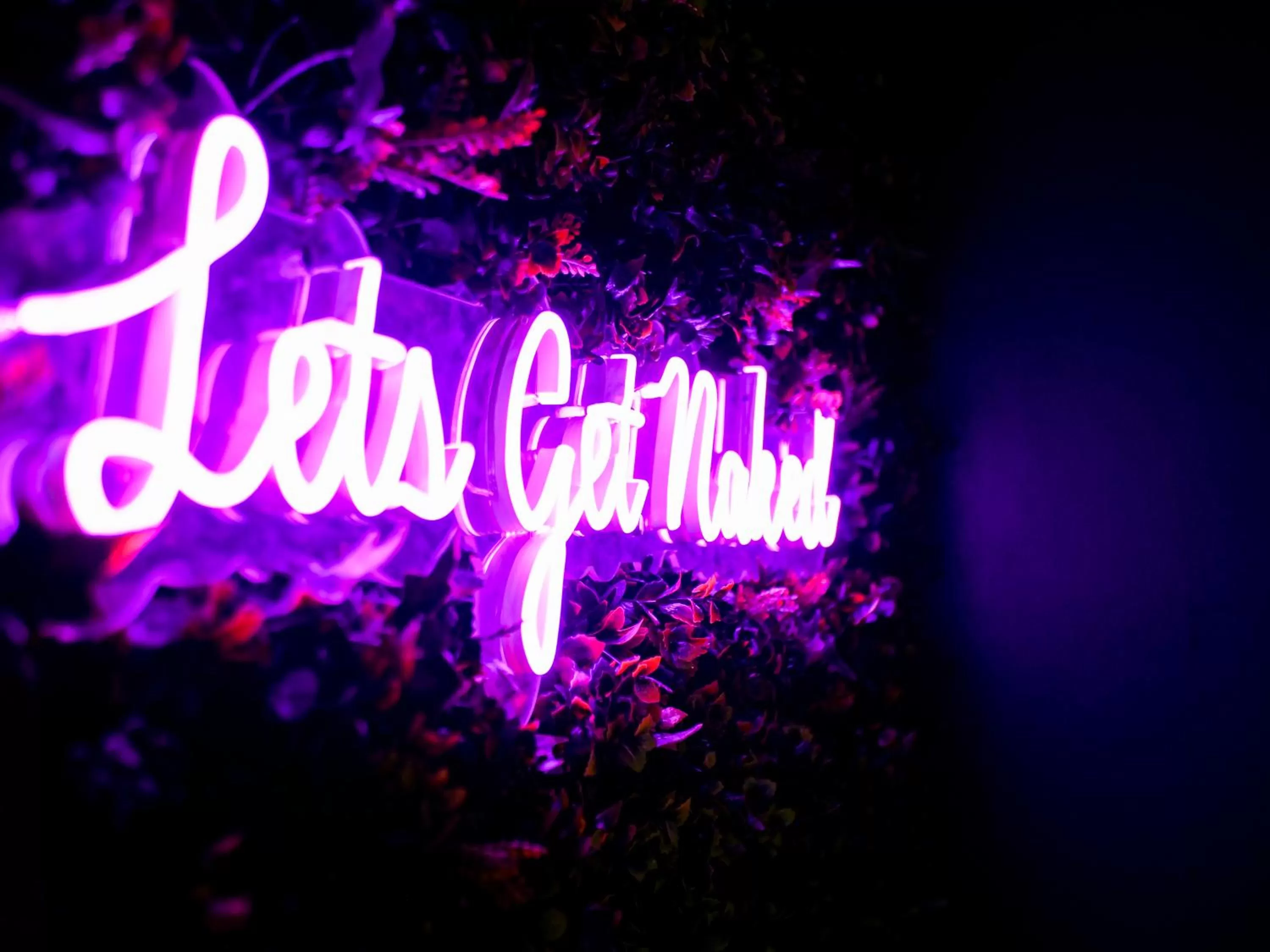 Property logo or sign in The Lazy Pug