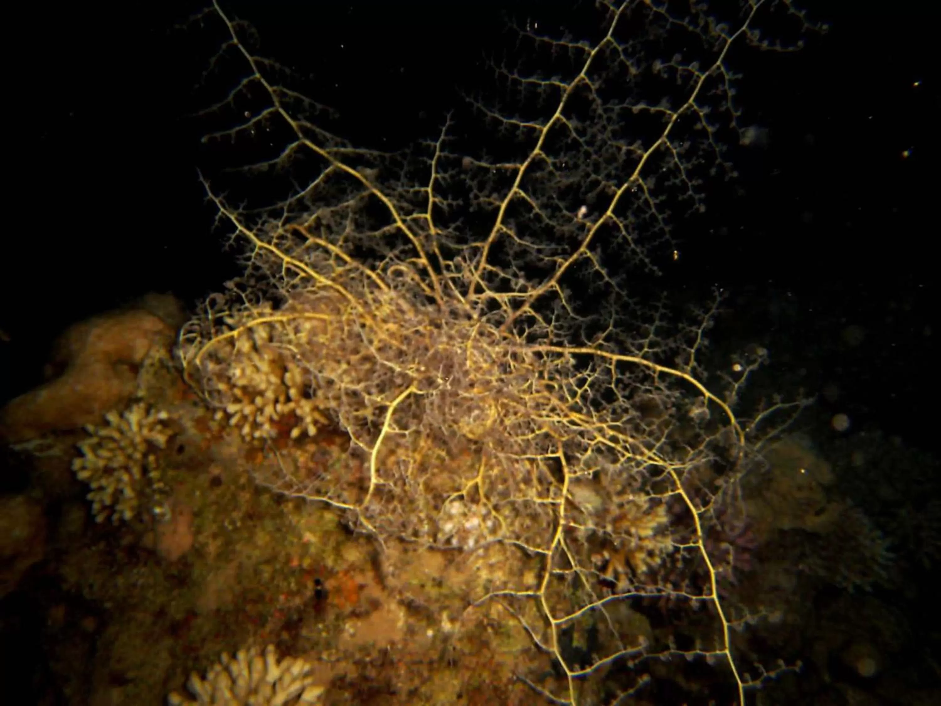 Diving, Other Animals in Arab Divers Dive Center and Bed & Breakfast