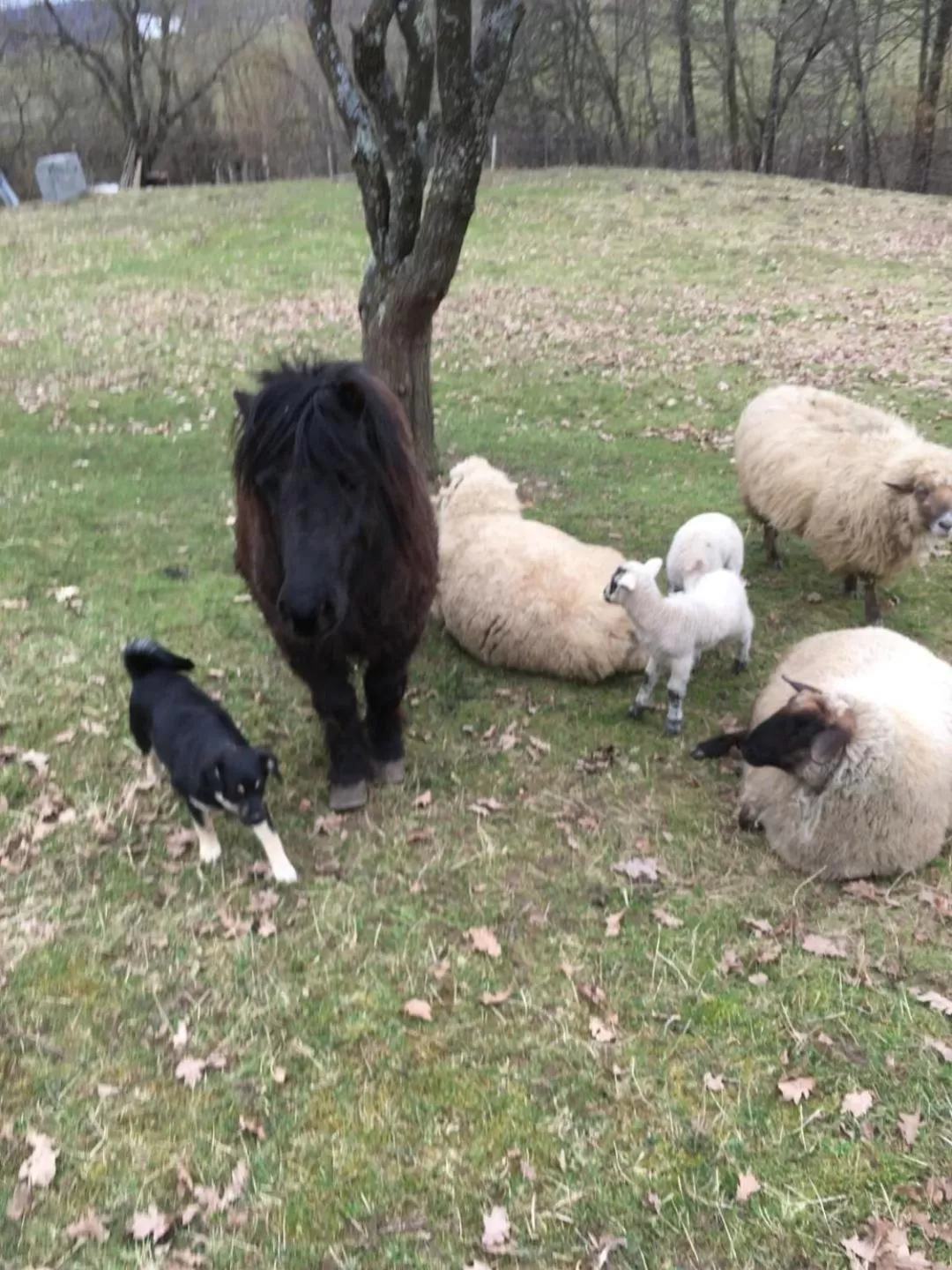 Day in Pensiunea SilvAnka