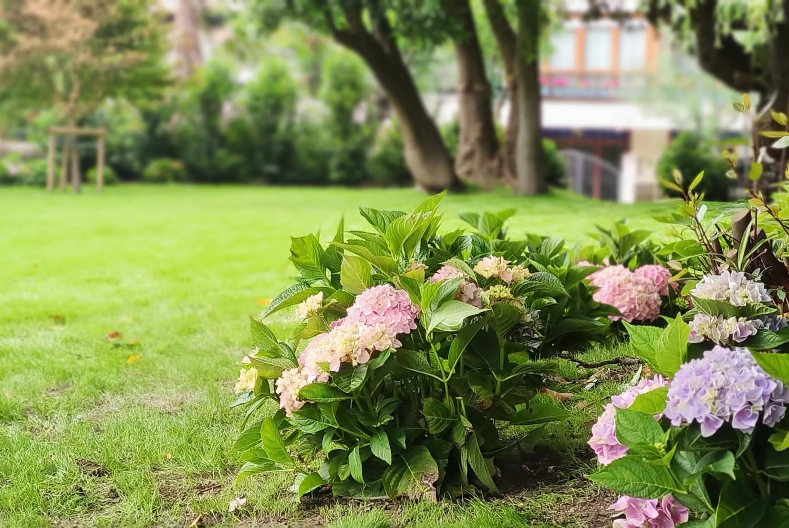 Garden in Le Petit Boutique Hotel