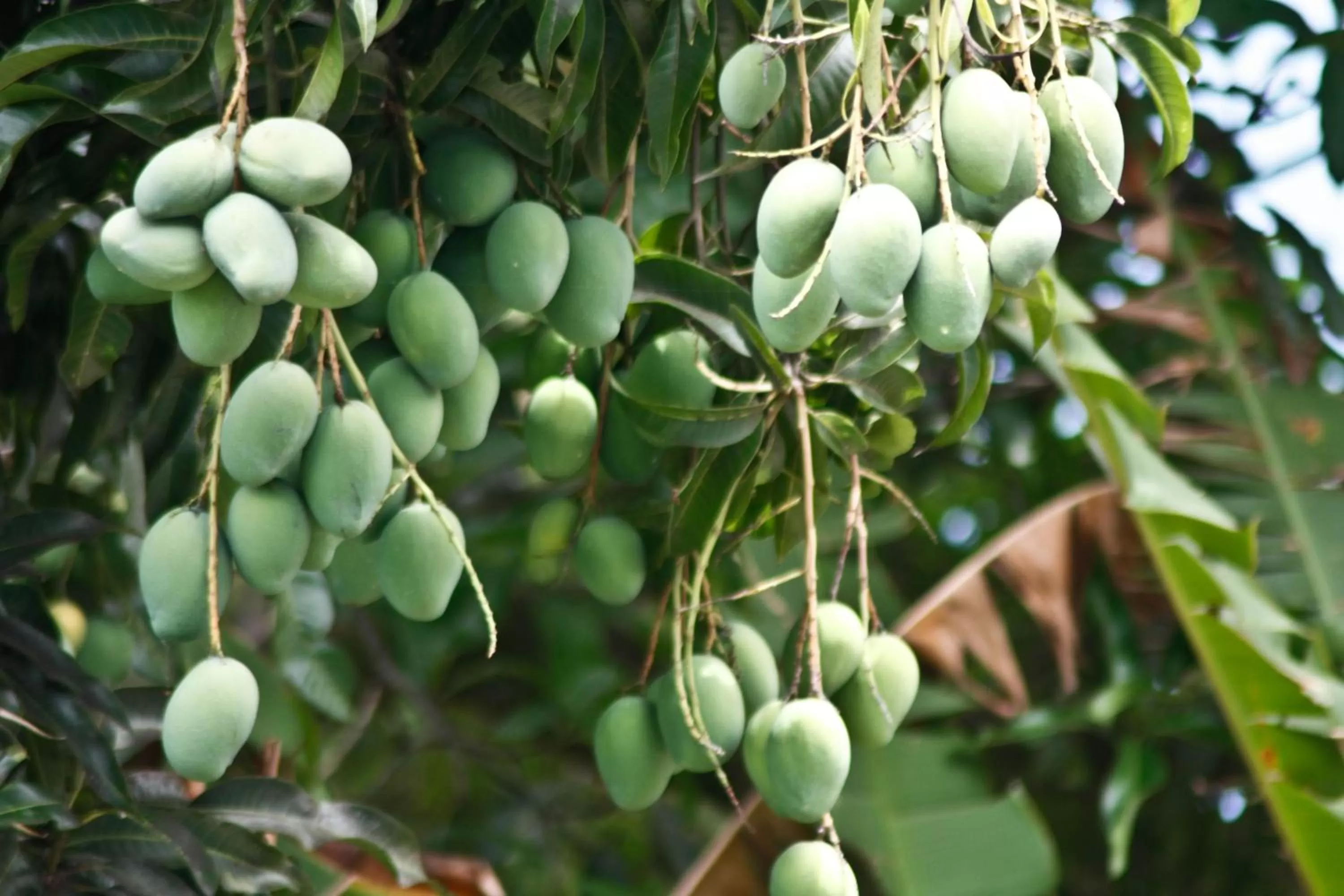 Natural landscape, Other Animals in Rio Escondido