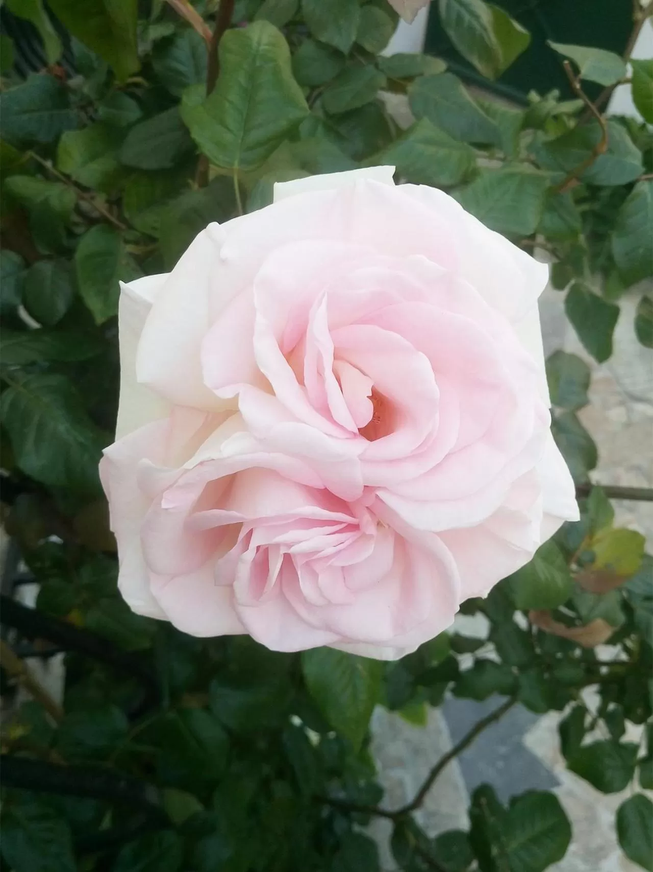 Garden in Le Clos Chez Michel