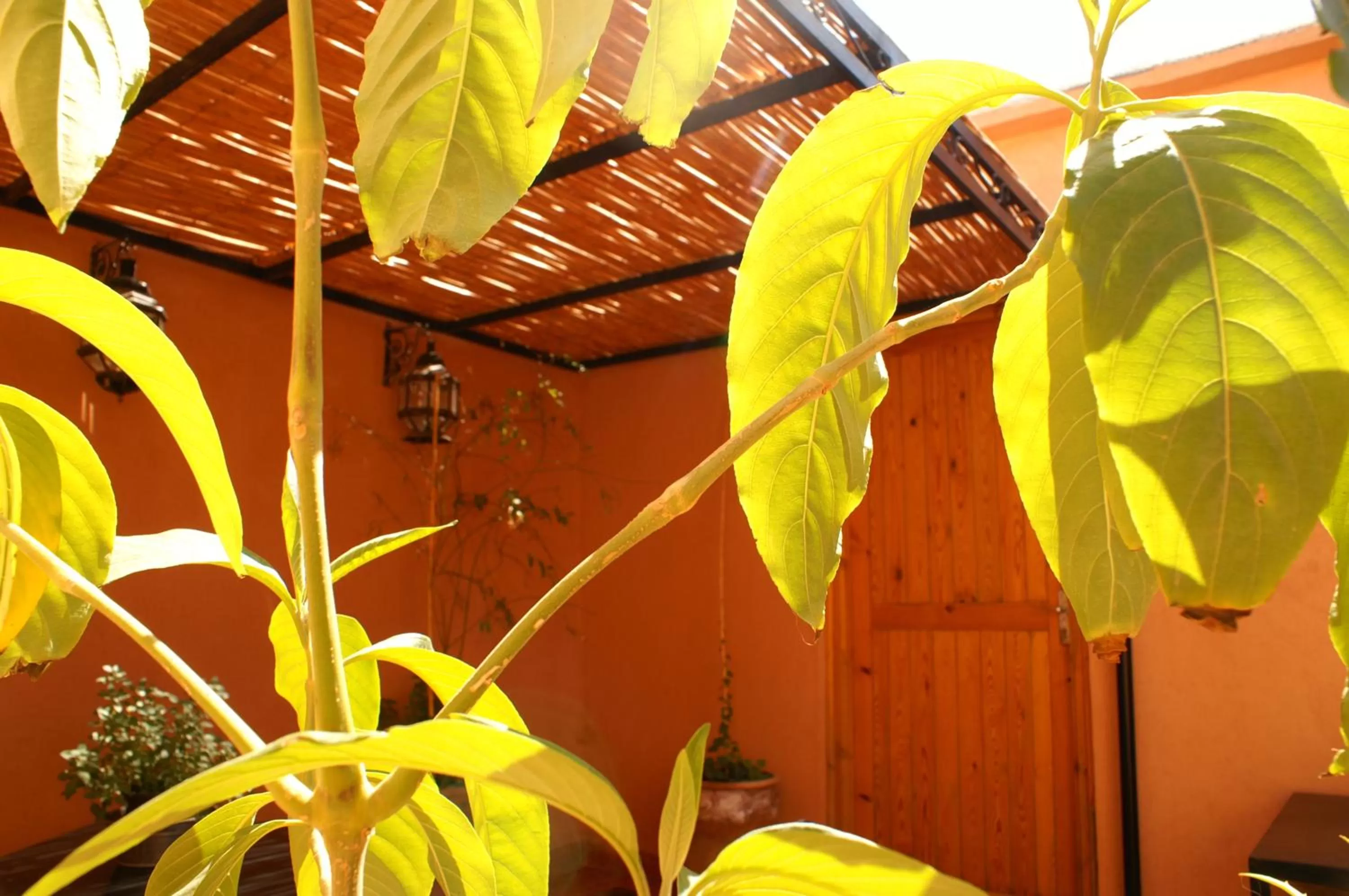 Balcony/Terrace, Garden in Maison d'hôtes Dar El Nath